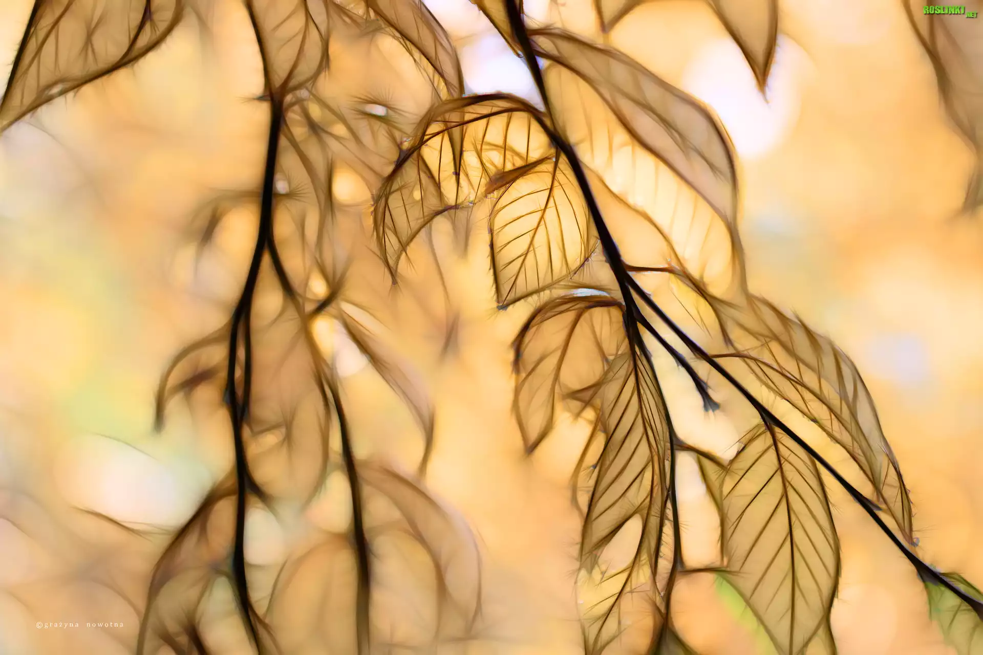 Liście, Fractalius