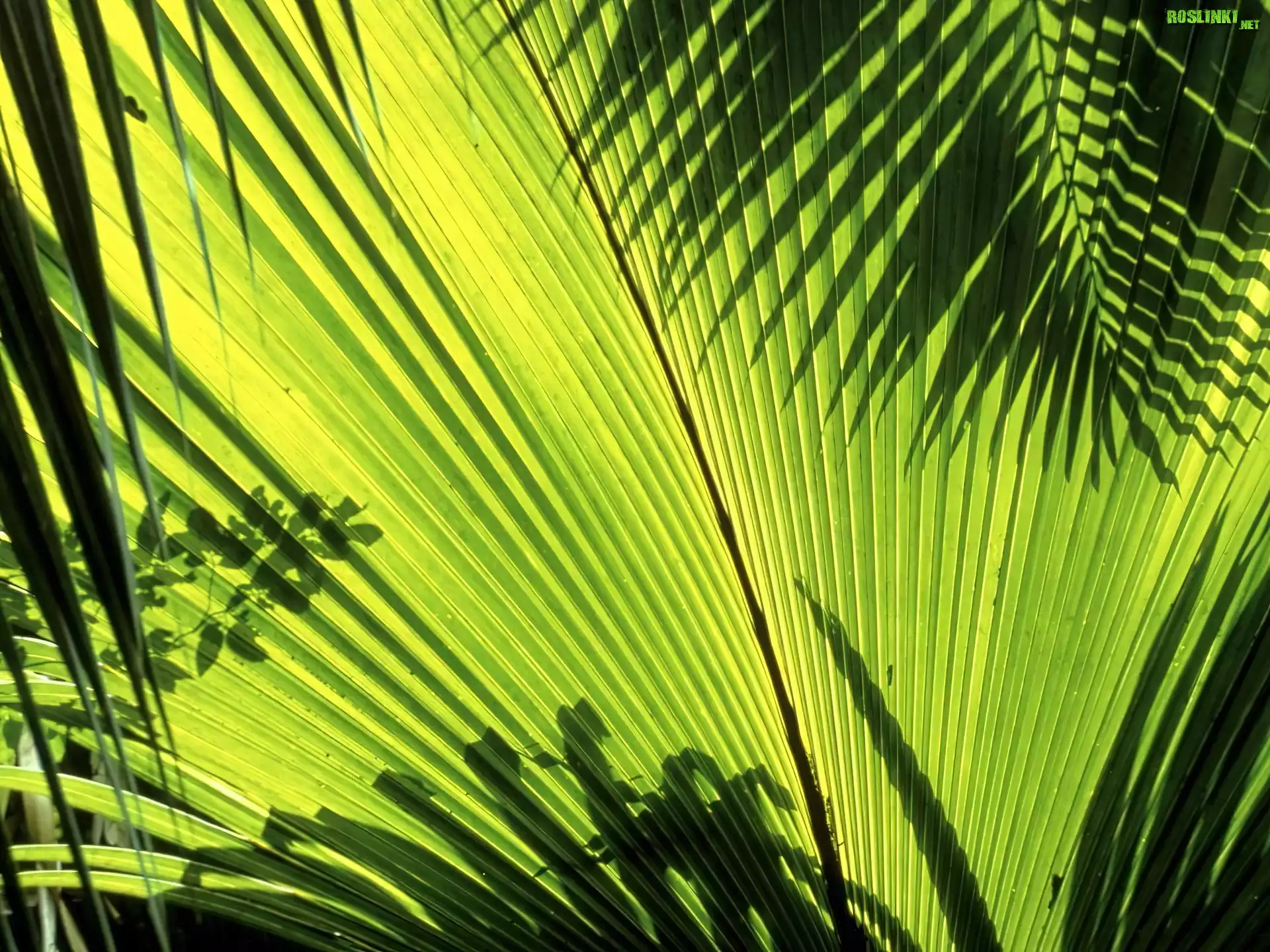Liście, Palm