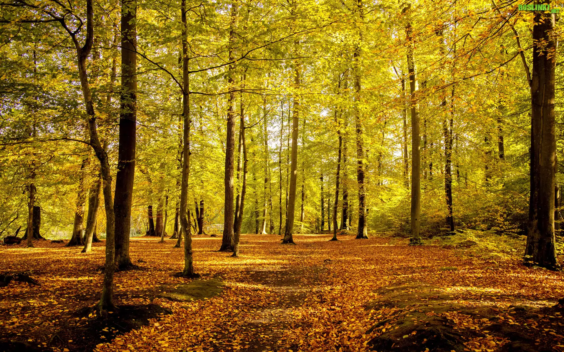 Park, Drzewa, Opadłe, Liście