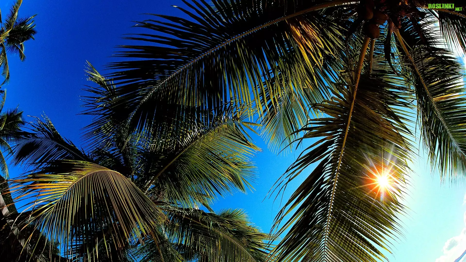 Liście, Palm, Promienie, Słoneczne