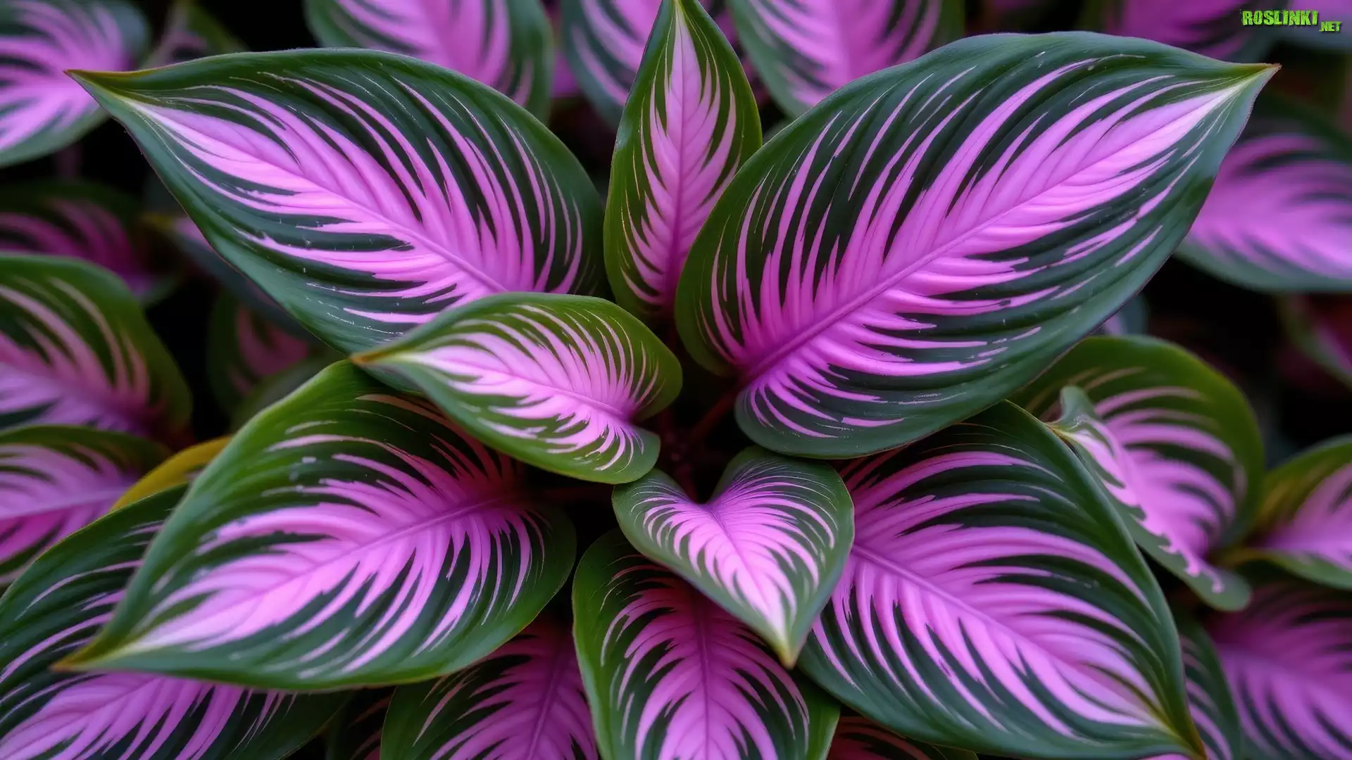 Roślina, Purpurowo-zielone, Liście