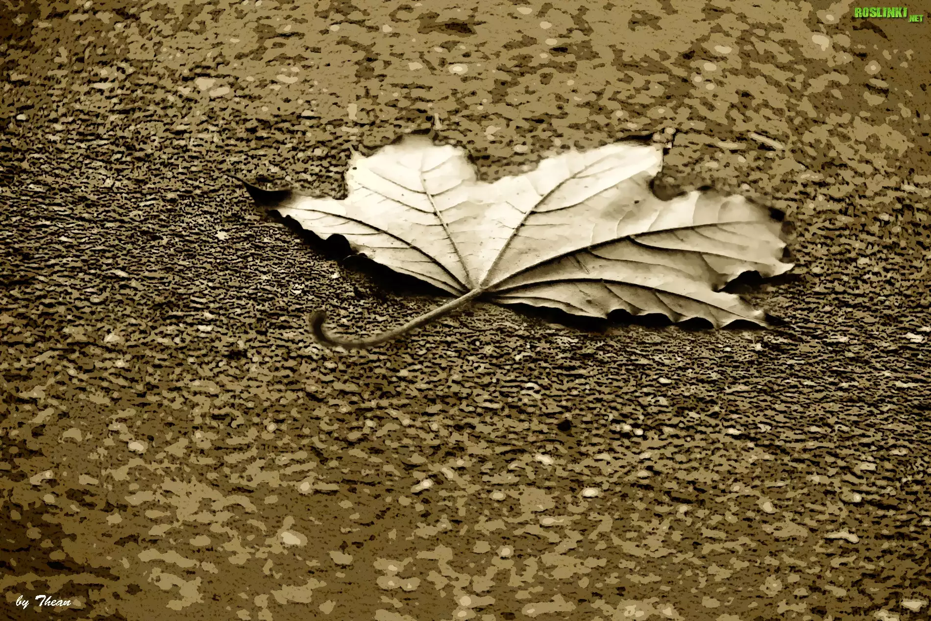 Listek, Sepia