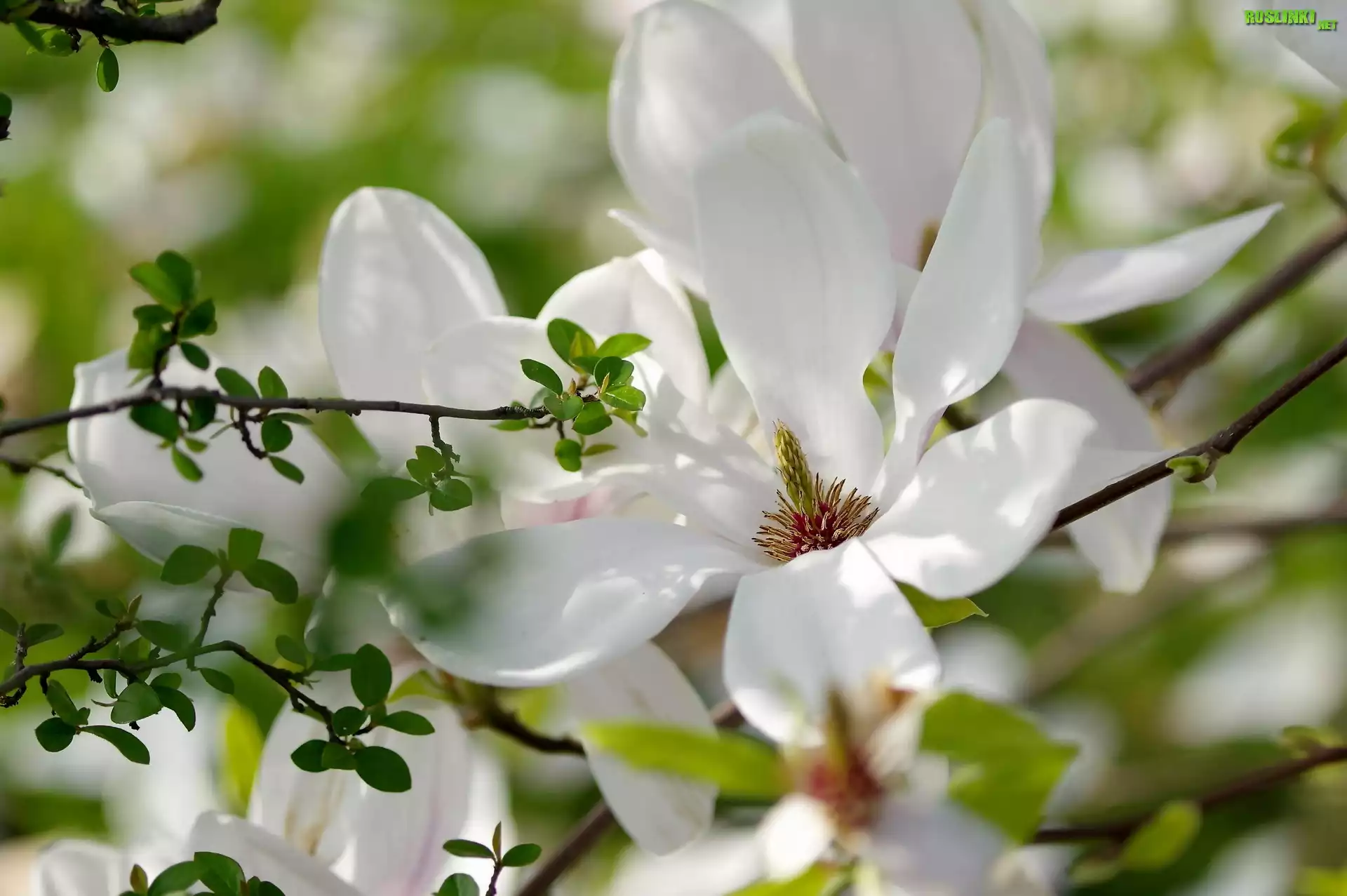 Magnolia, Kwiaty, Gałązka, Wiosna