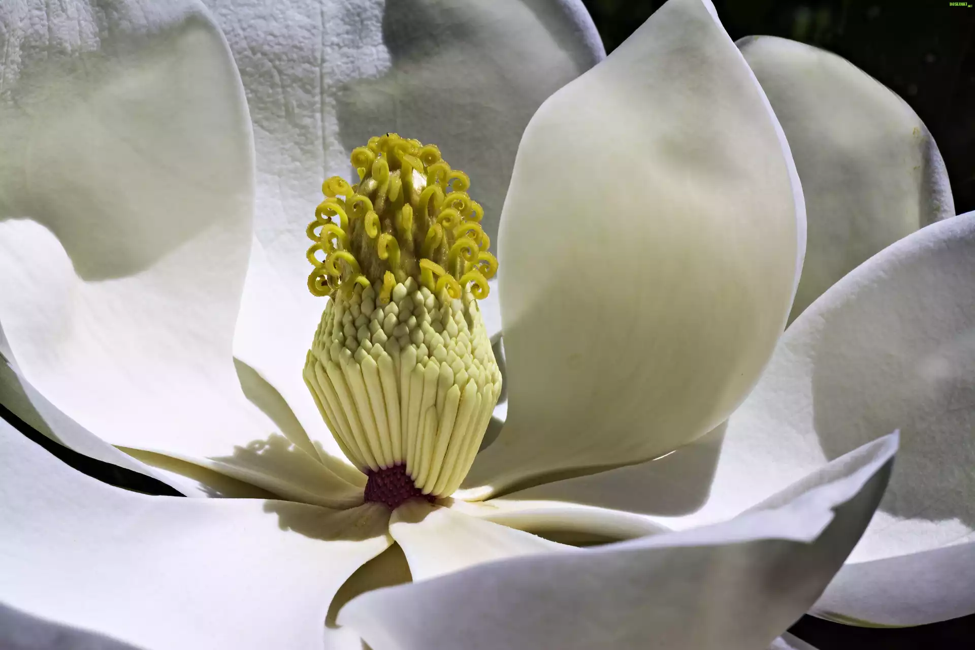 Magnolia, Biały, Kwiat, Makro