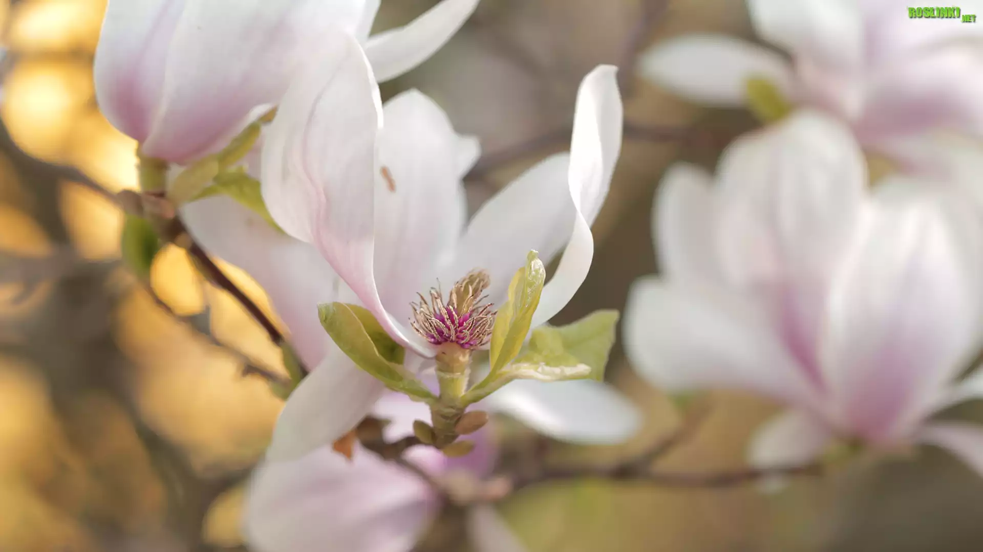 Magnolia, Różowa, Kwiat, Krzew