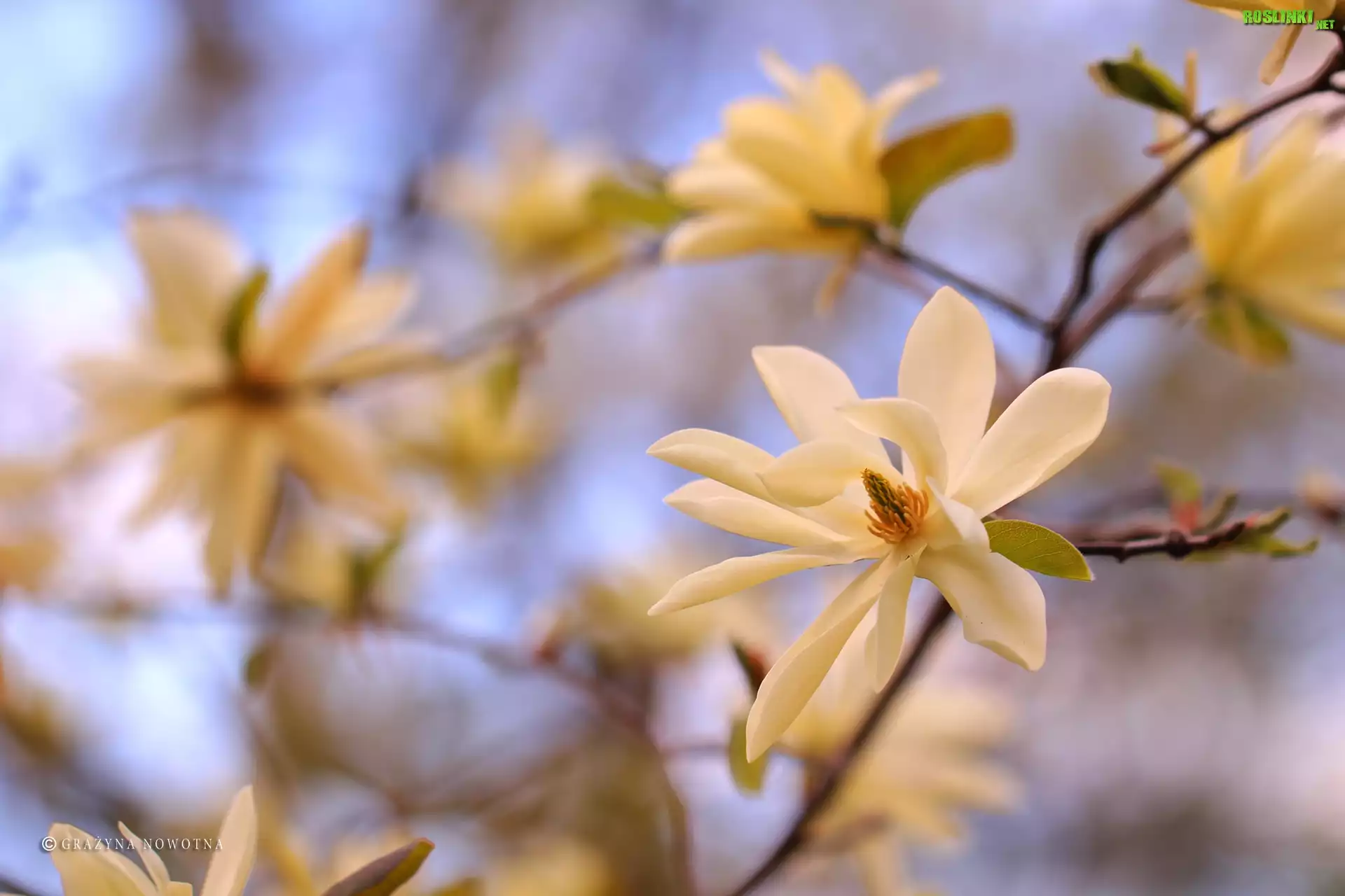 Magnolia, Białe, Kwiaty, Krzew