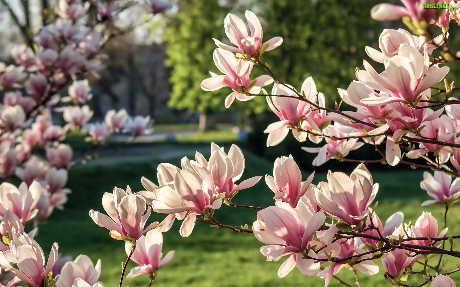 KwitnÄ…ca, Magnolia, Wiosna