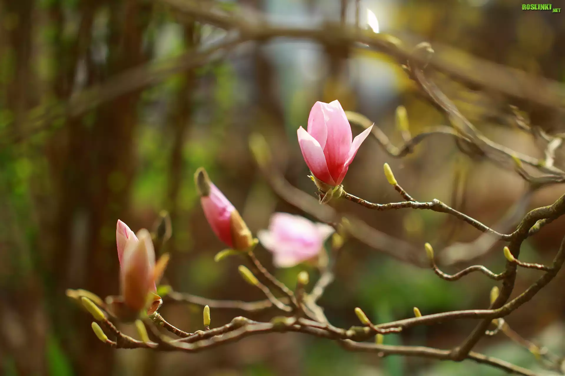Różowa, Magnolia, Gałązki