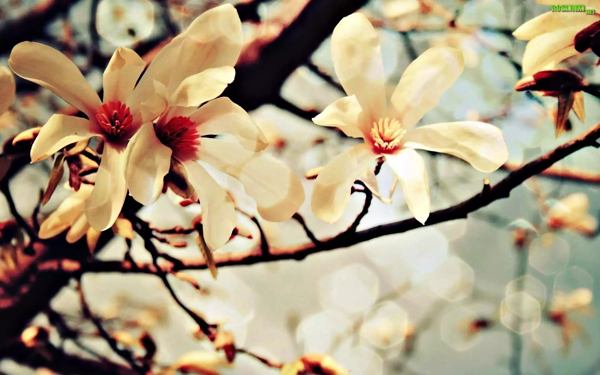 Krzew, Magnolii, Kwiaty
