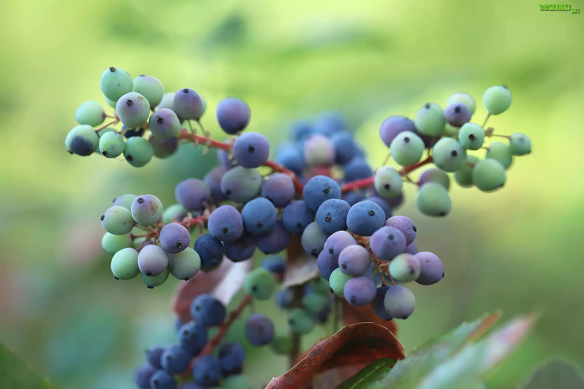 Mahonia pospolita, Fioletowe, Owoce, Jagody, Krzew