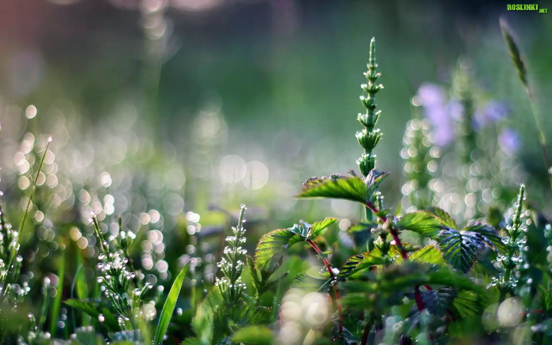 Rośliny, Makro, Bokeh