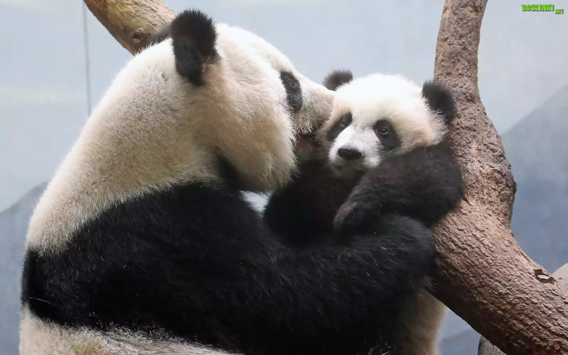 Mama, Panda, Młode, Drzewo
