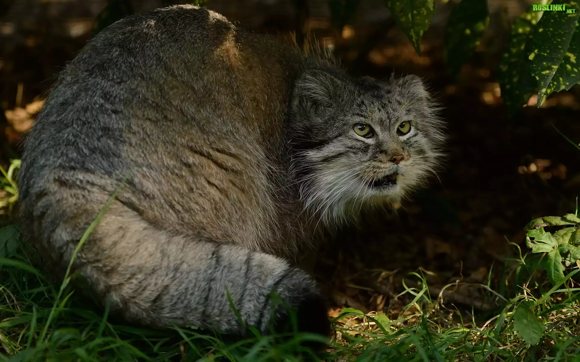 Manul, Trawa