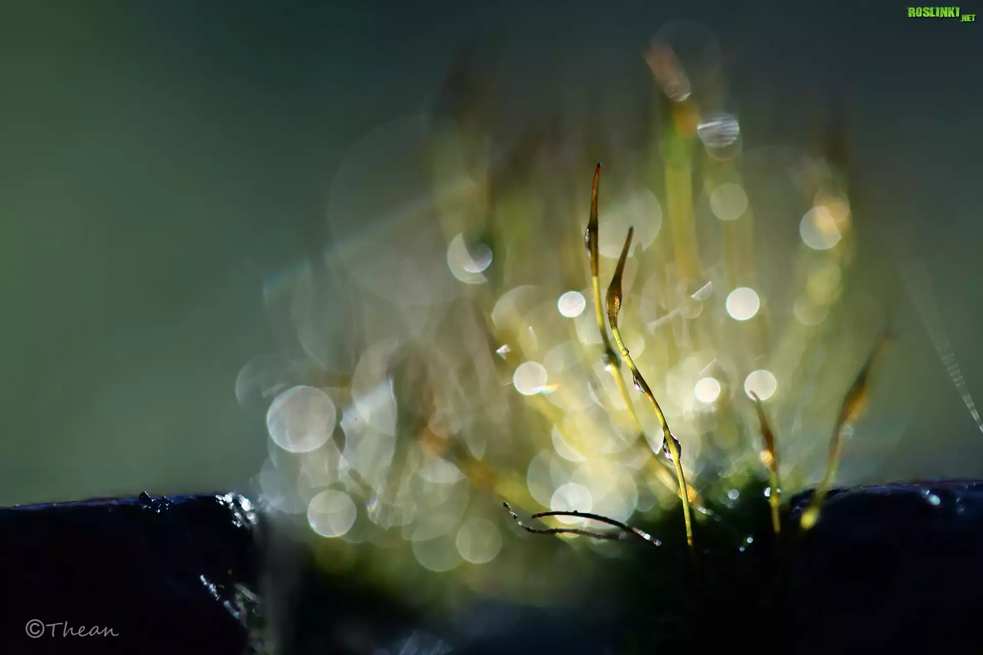 Mchy, Porosty, Źdźbła, Makro, Bokeh