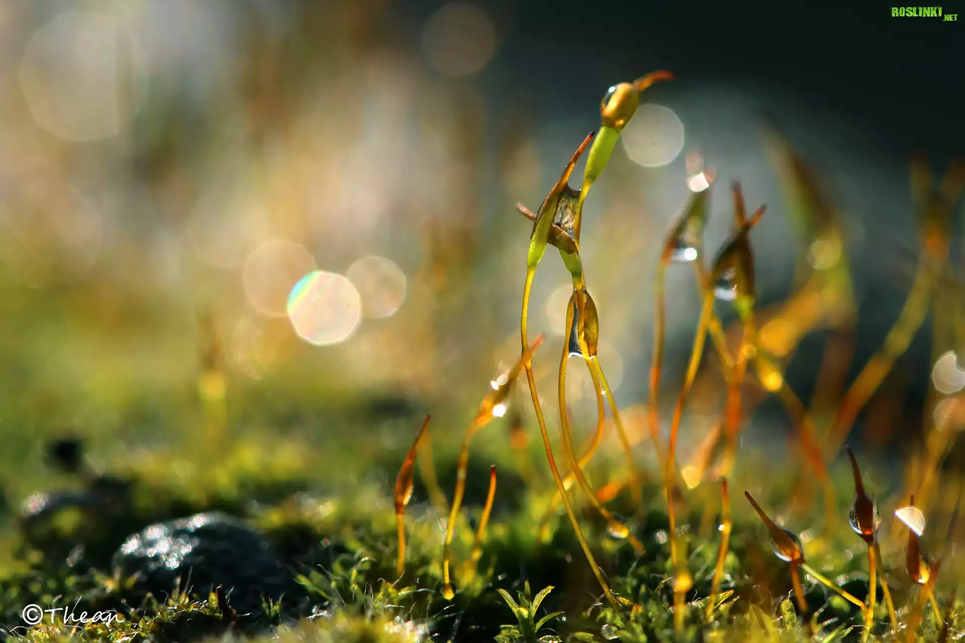 Mech, Makro, Źdźbła, Bokeh