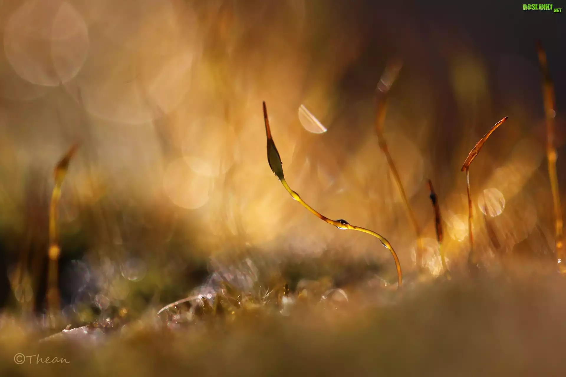 Mech, Źdźbła, Makro, Bokeh