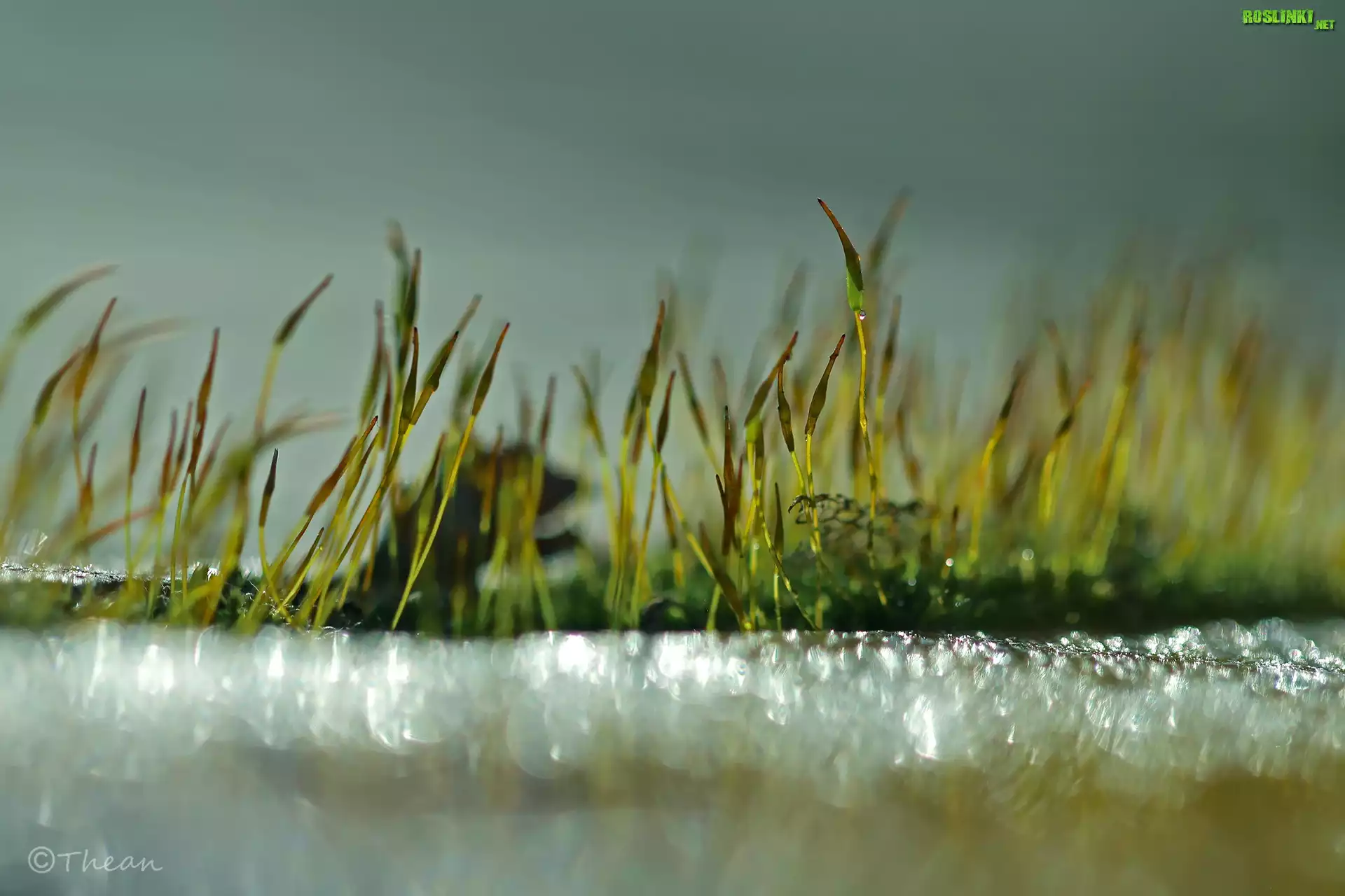 Mech, Źdźbła, Makro, Bokeh
