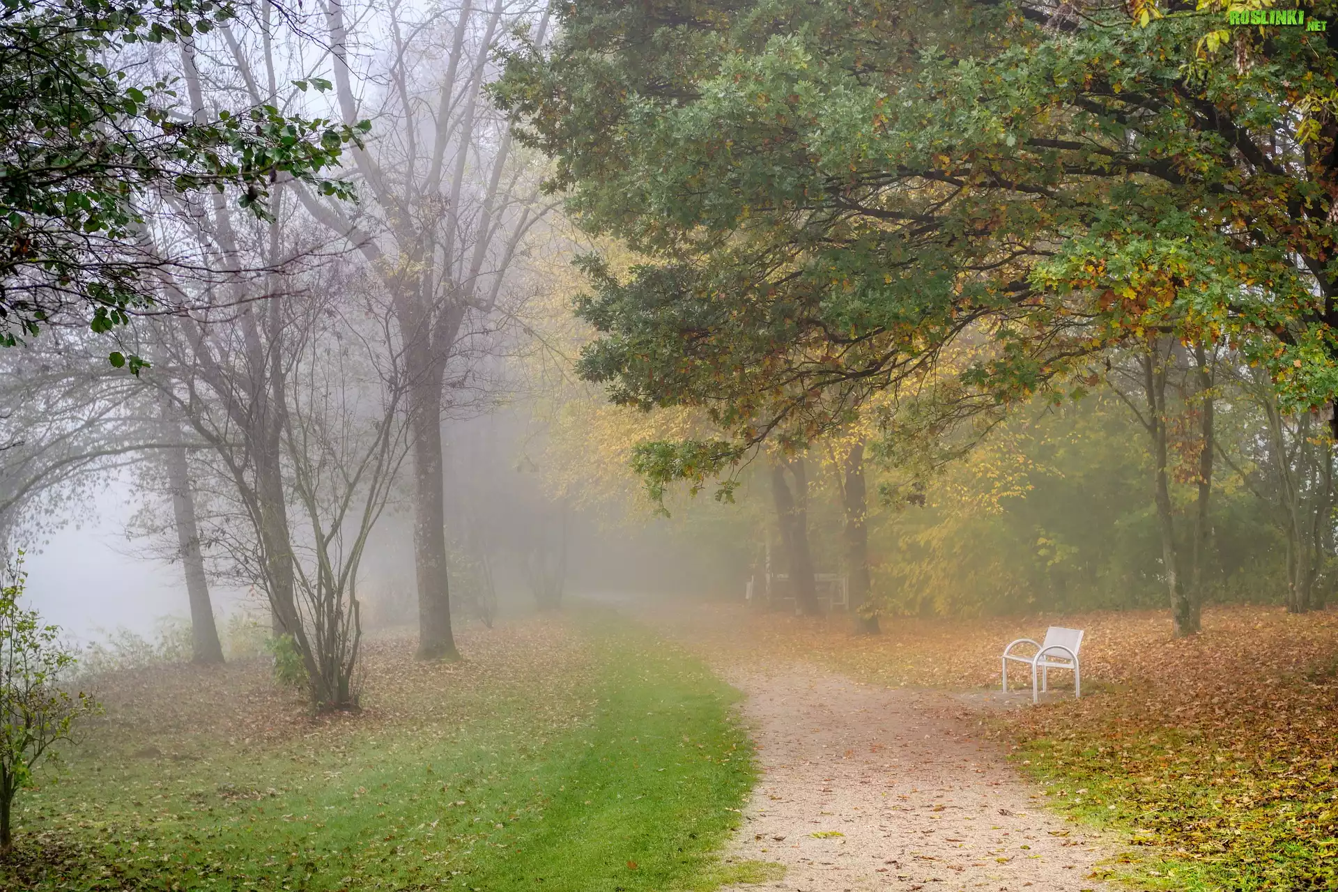 Jesień, Mgła, Drzewa, Park, Ławka, Opadłe, Liście, Ścieżka