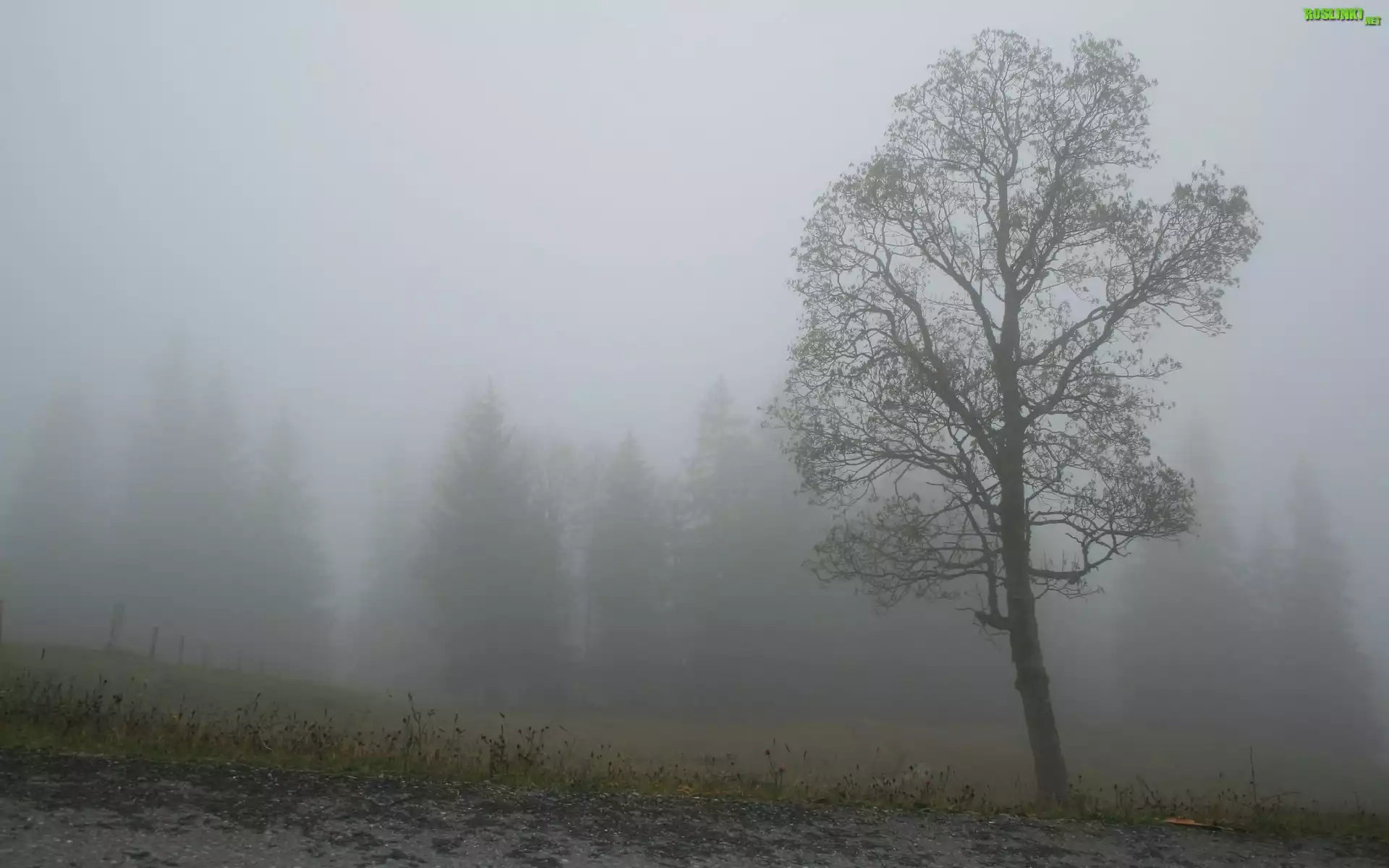 Jesienna, Mgła, Drzewo