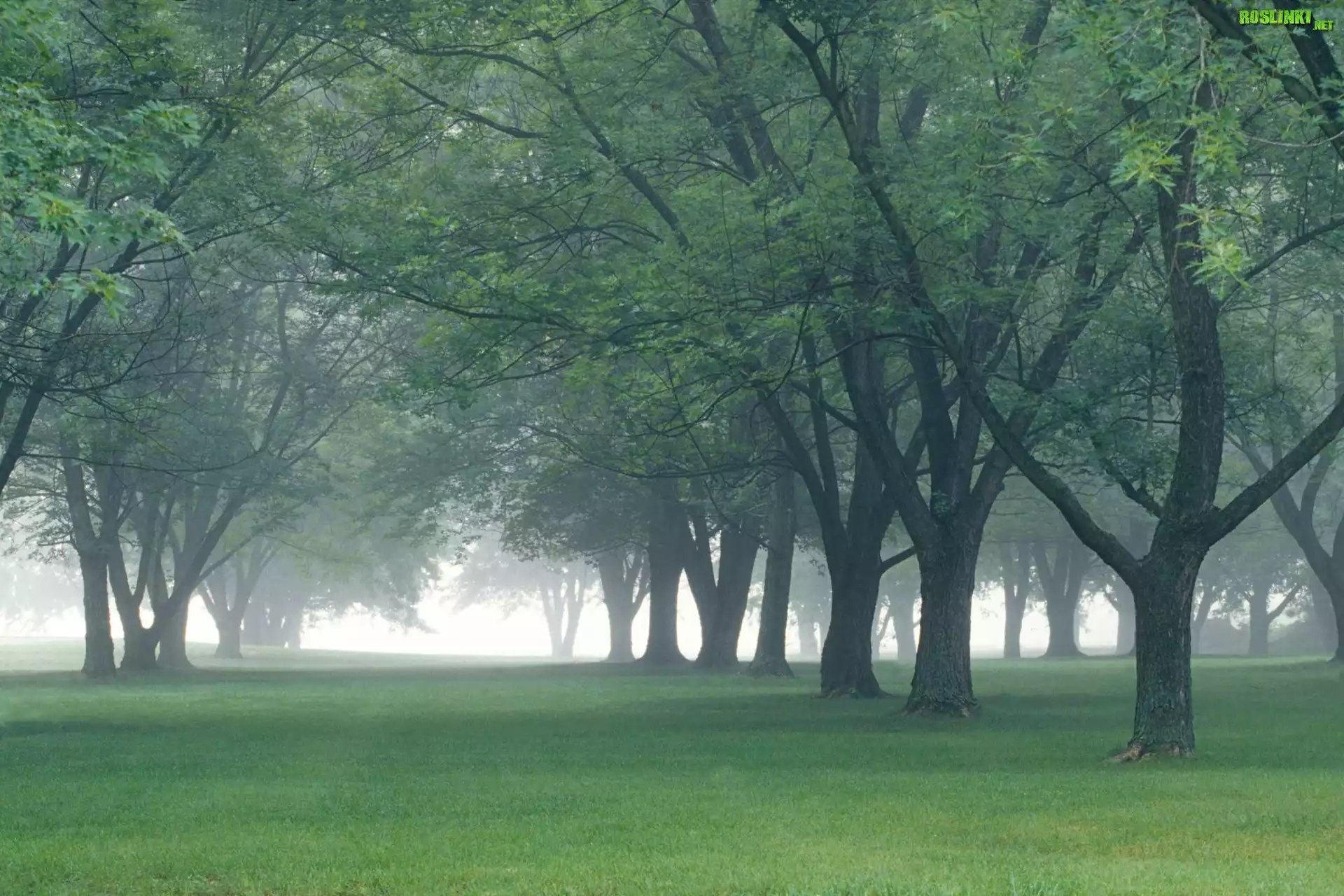 Park, Mgła, Drzewa