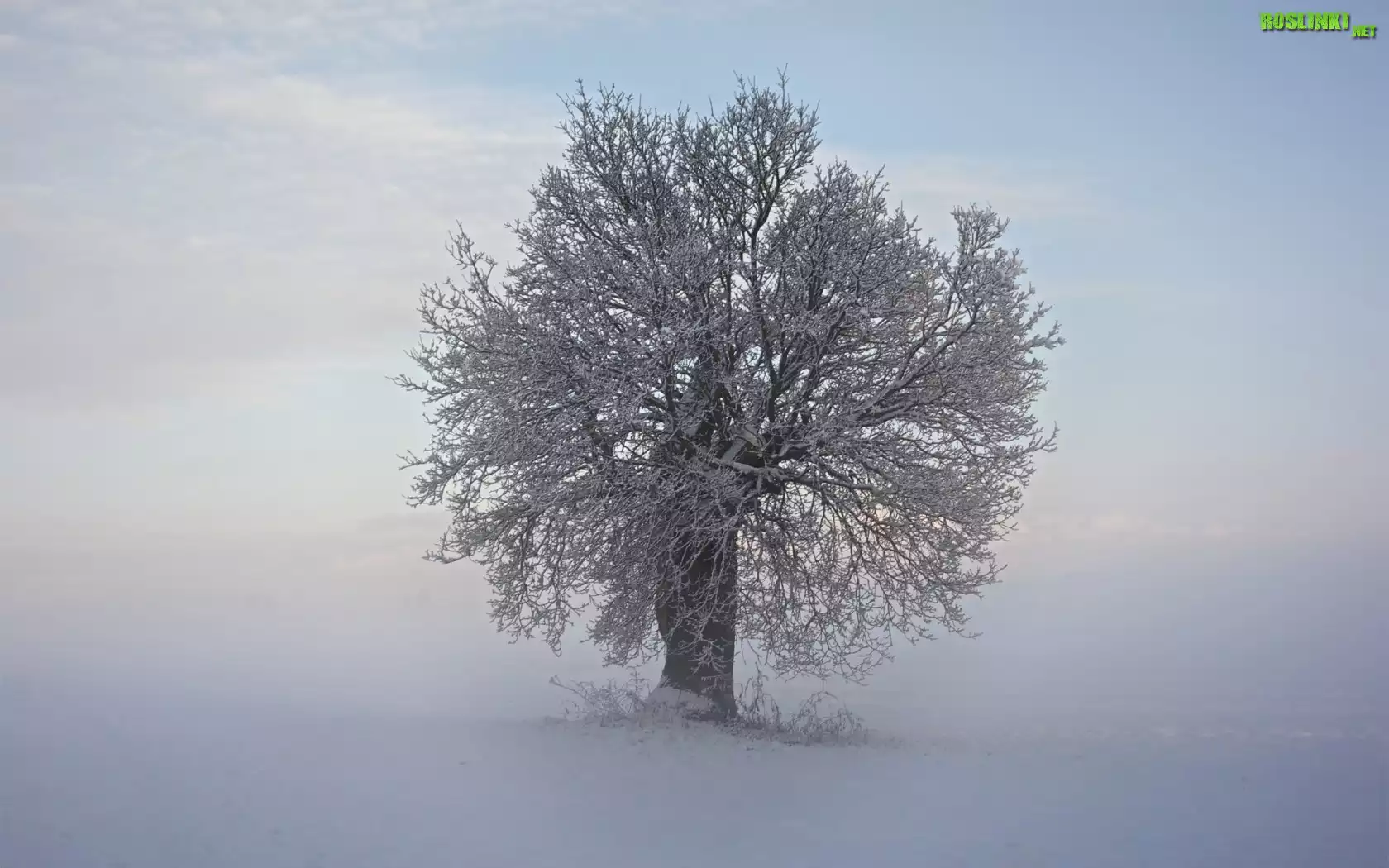 Zima, Mgła, Drzewo