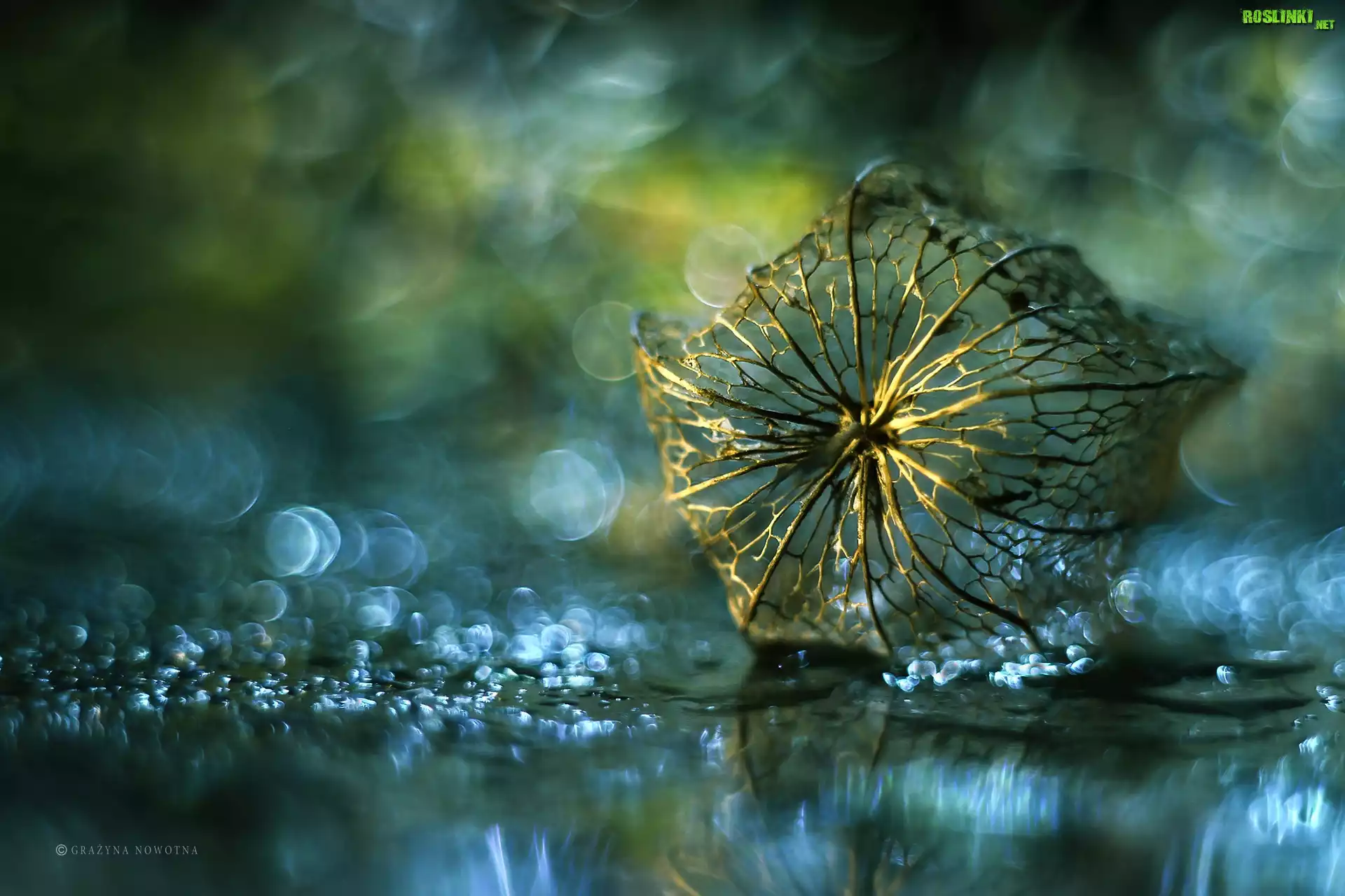 Miechunka Rozdęta, Roślina, Sucha, Bokeh