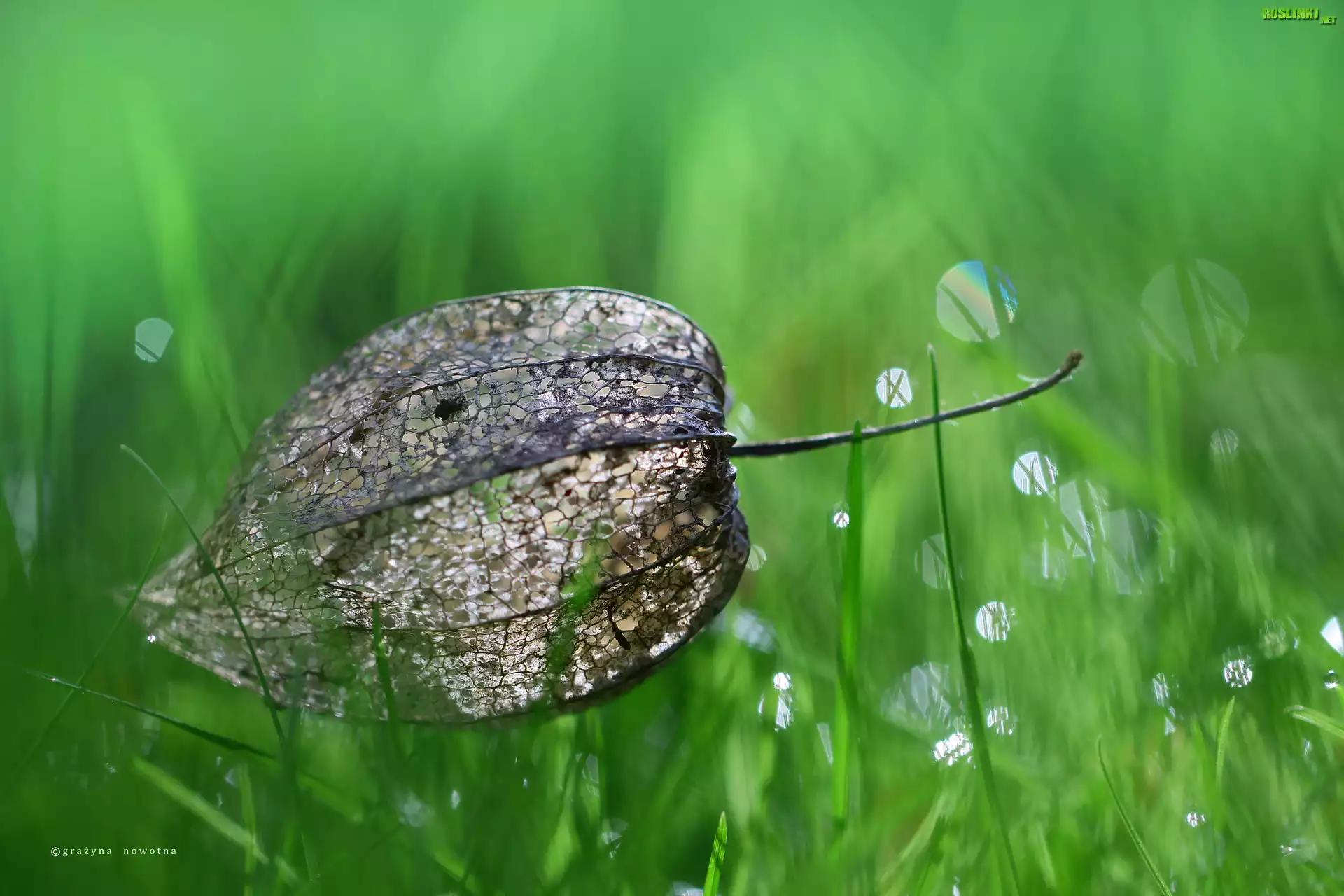 Miechunka Rozdęta, Trawa, Bokeh