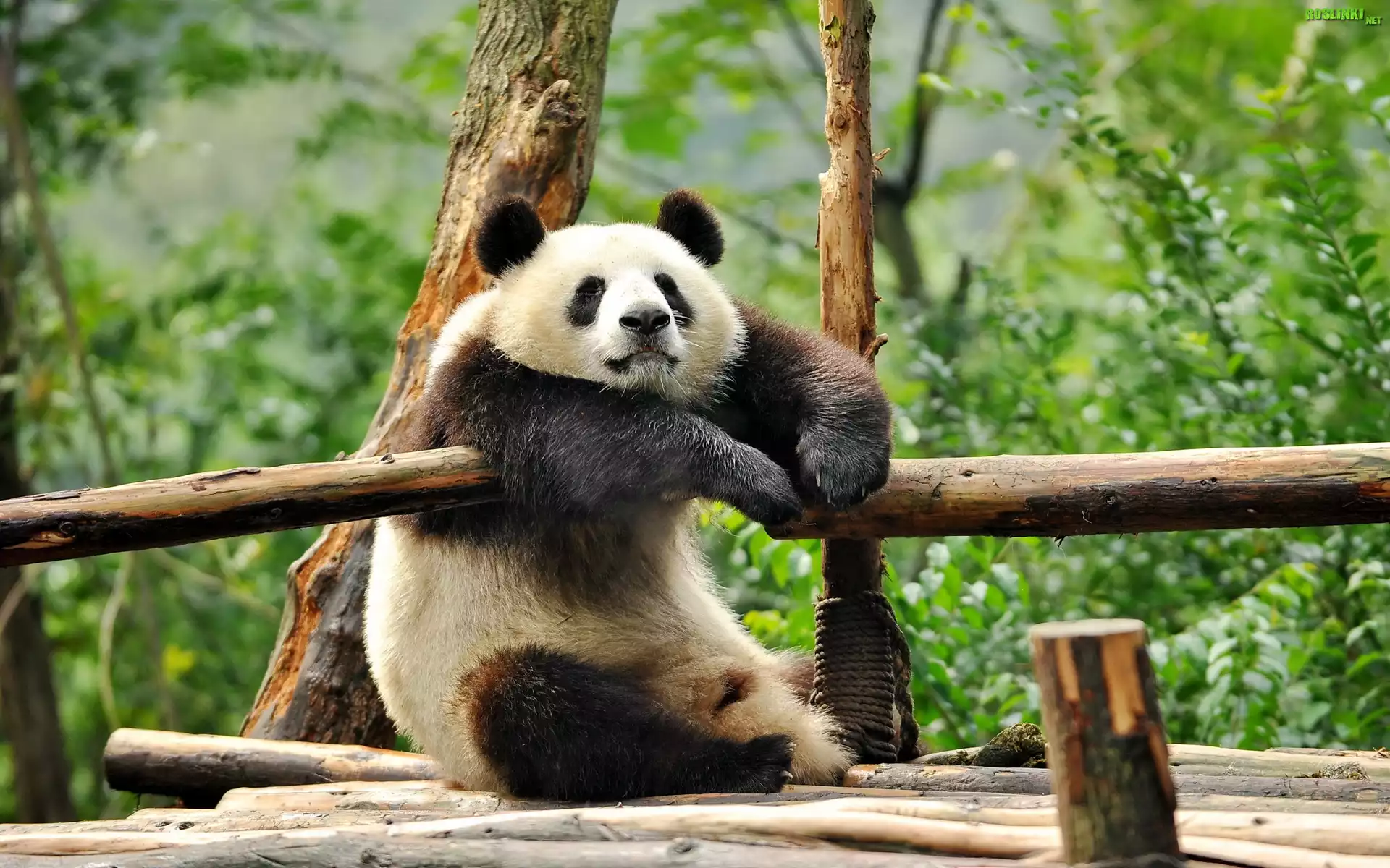 MiÅ›, Panda, Odpoczynek, Drzewa