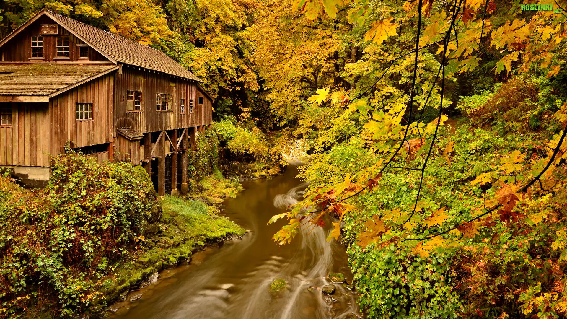Młyn, Cedar Creek Grist Mill, Rzeka, Lewis River, Drzewa, Las, Jesień, Woodland, Stan Waszyngton, Stany Zjednoczone
