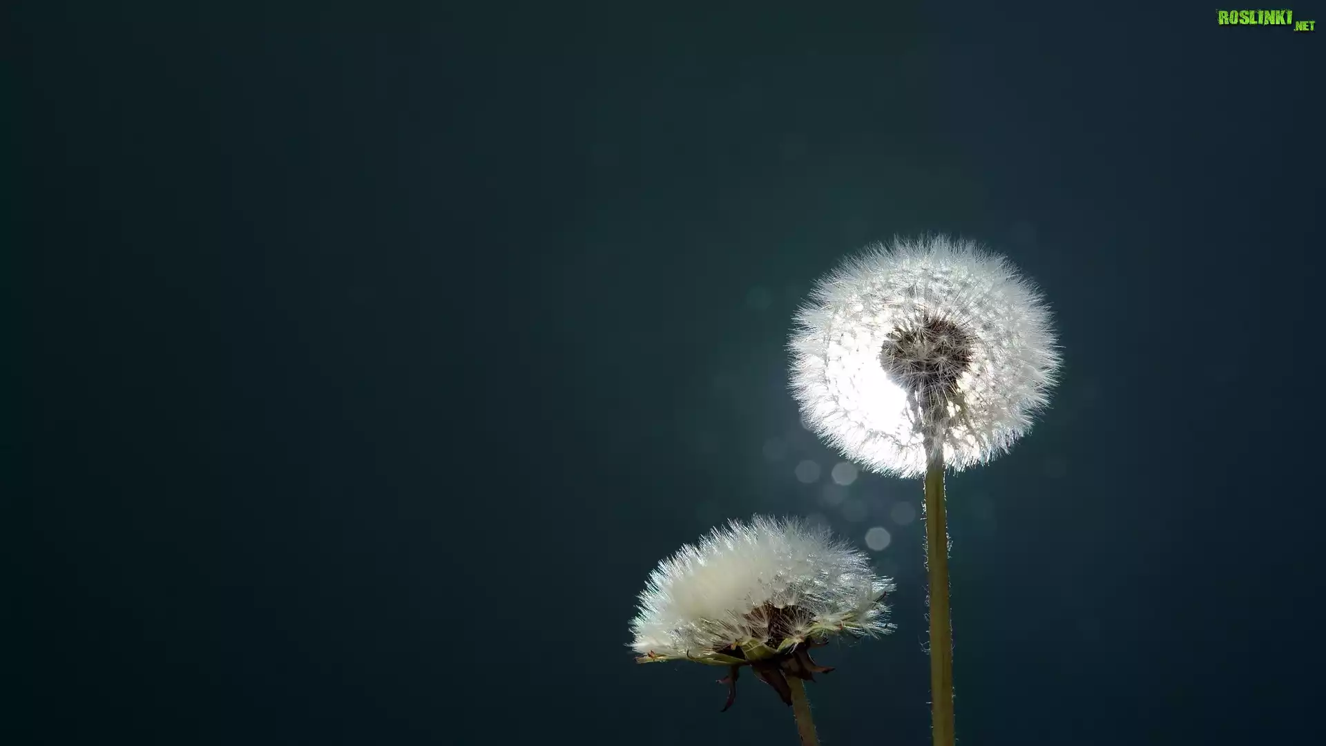 Mniszek Pospolity, Dmuchawce, Ciemne Tło, Bokeh