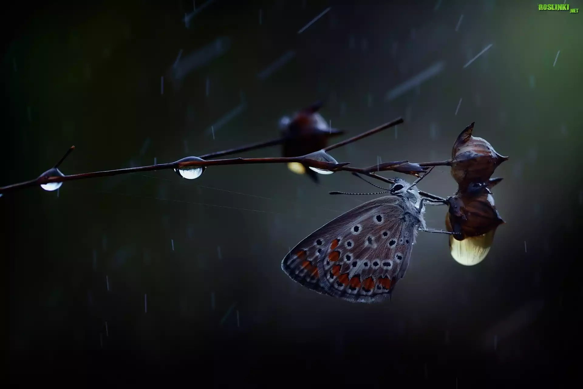Motyl, Modraszek ikar, Gałązka, Roślinka, Krople, Deszcz