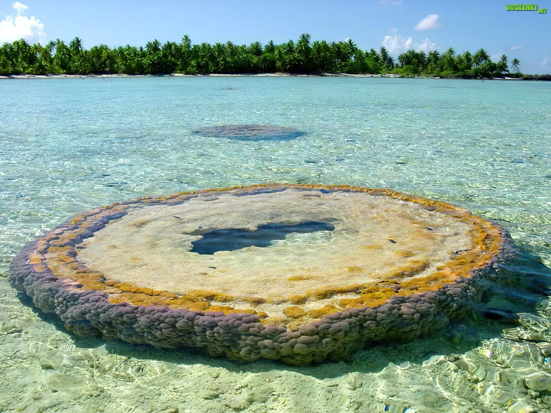 Morze, Palmy, Mały, Atoll
