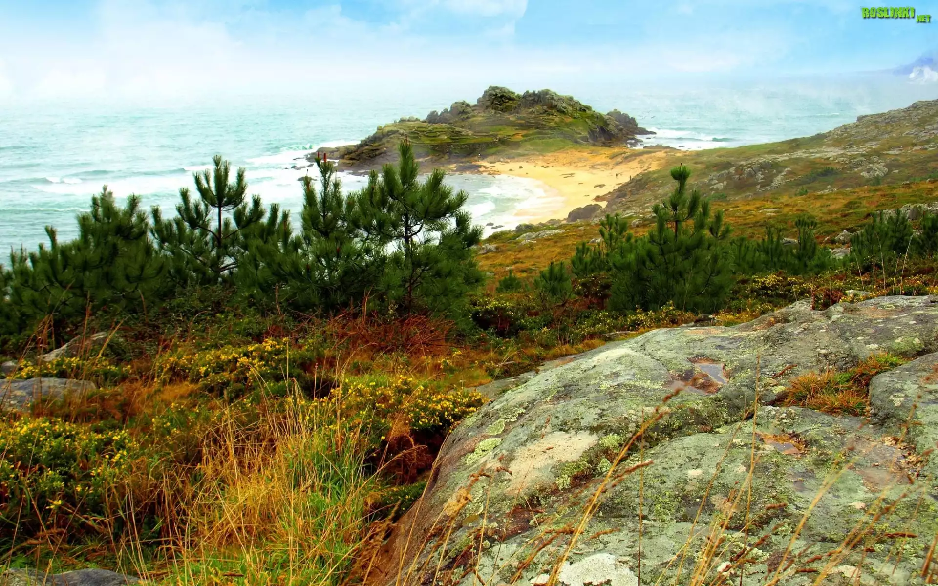 Morze, Plaża, Skała, Drzewa