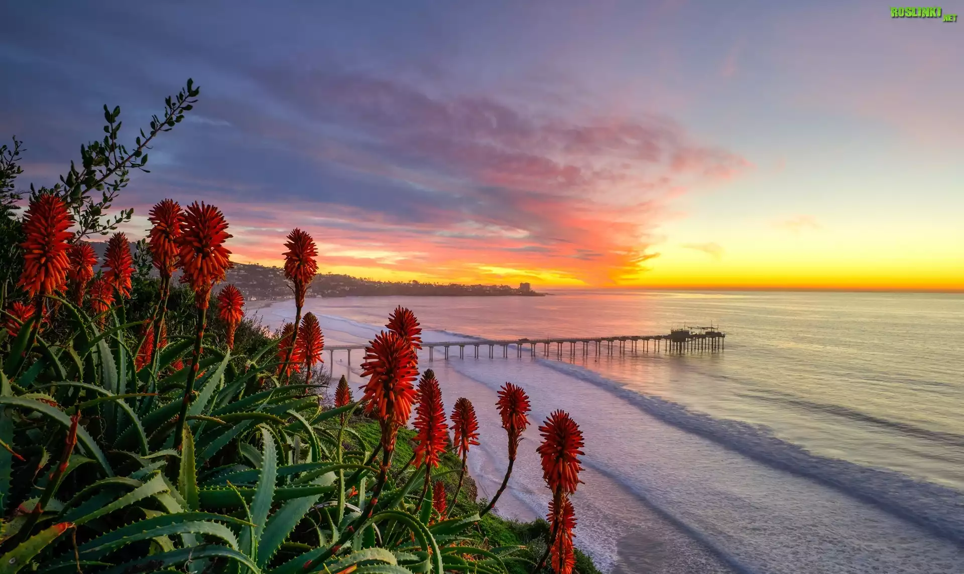 Stany Zjednoczone, Kalifornia, San Diego, Morze, Wybrzeże, Molo, Aloes, Chmury, Wschód słońca