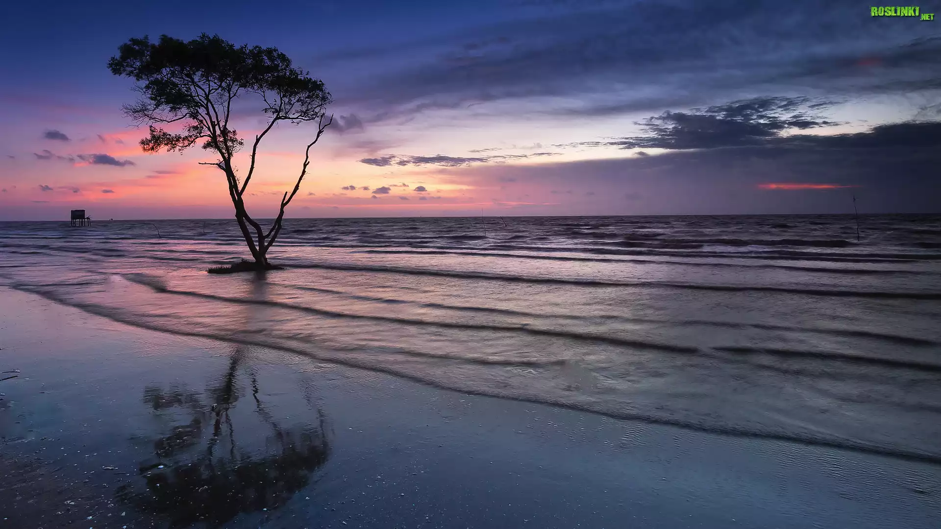 Morze, Plaża, Fale, Drzewo, Zachód słońca