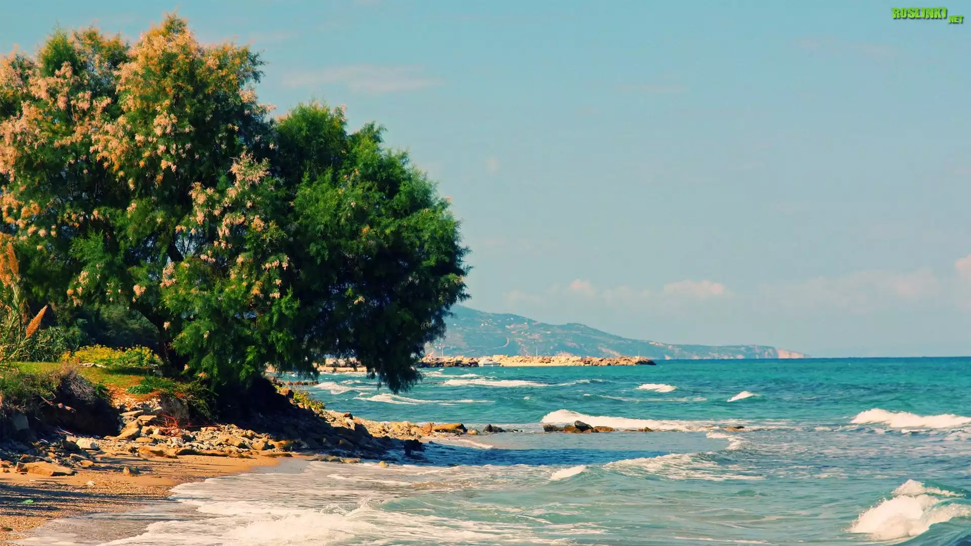 Morze, Drzewo, Zakynthos, Grecja