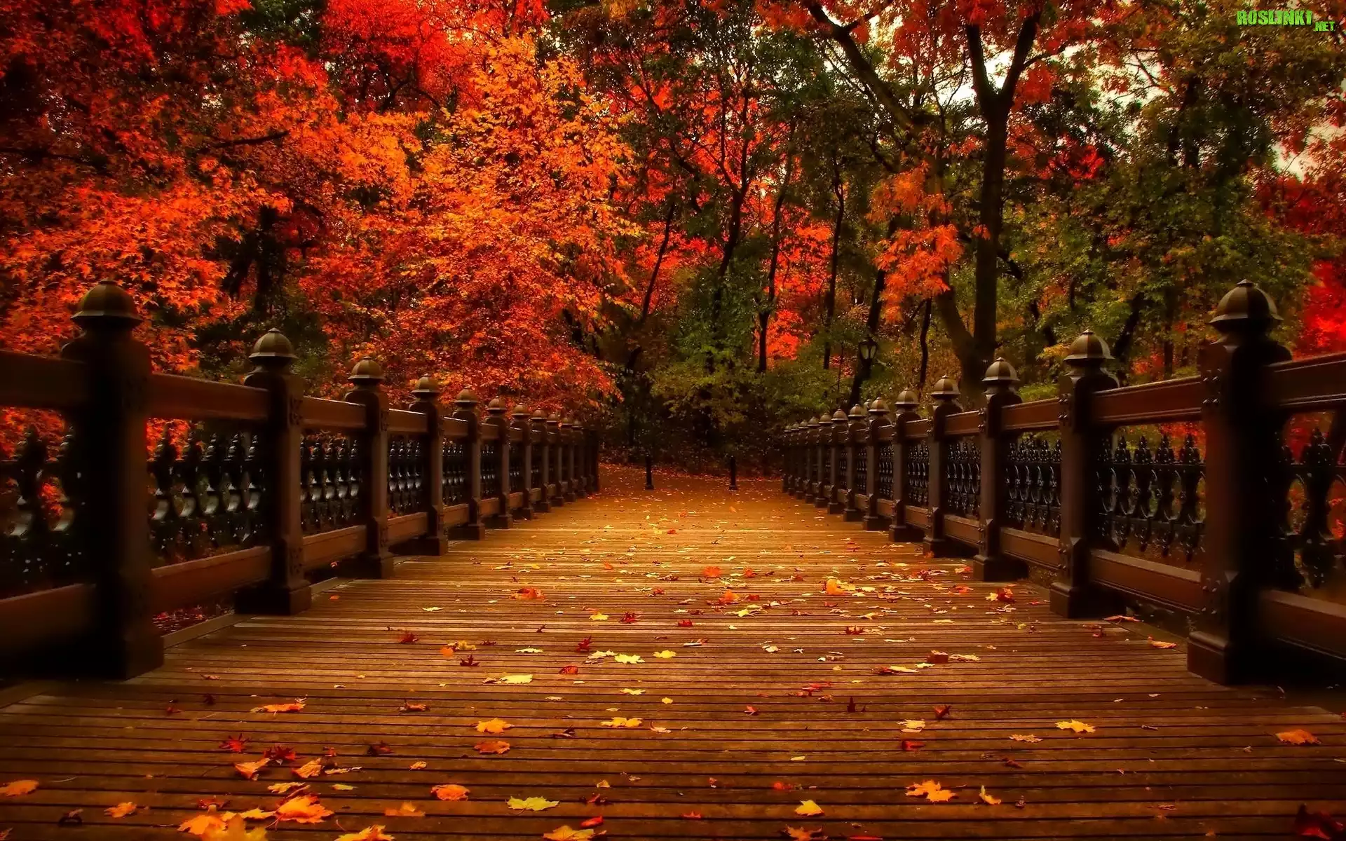 Most, Park, Kolorowe, Drzewa, Liście, Jesień
