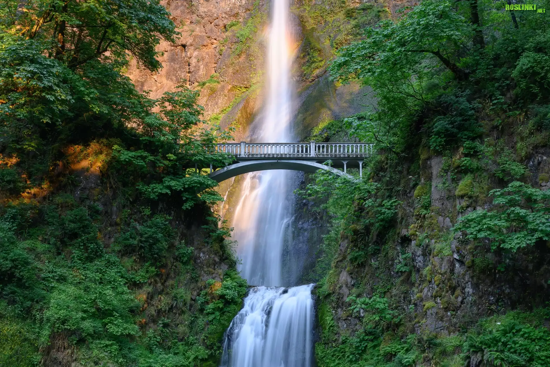 Wodospad, Multnomah Falls, Skały, Drzewa, Most, Zieleń, Oregon, Hrabstwo Multnomah, Stany Zjednoczone