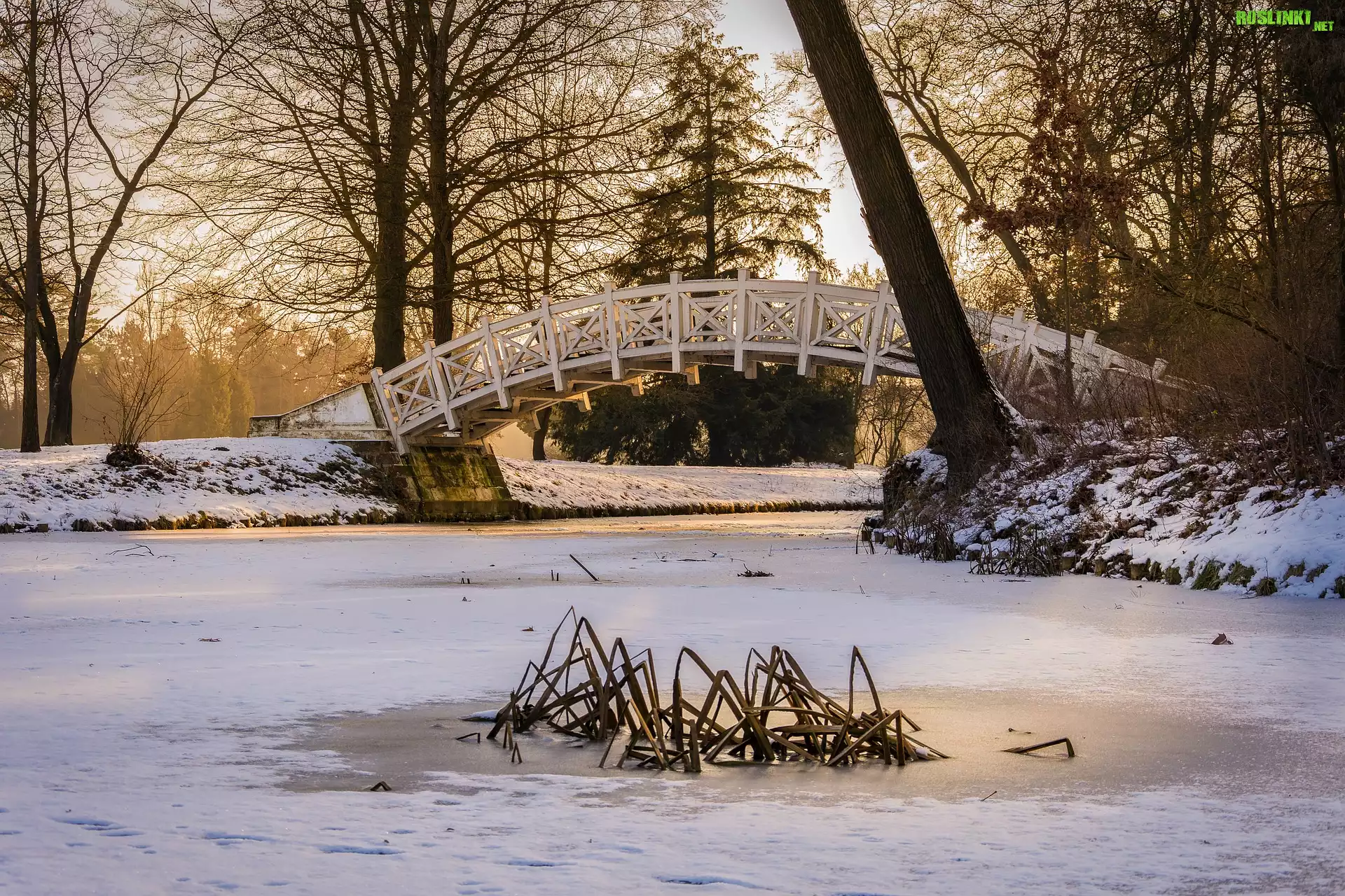 Zima, Park Worlitz, Saksonia-Anhalt, Niemcy, Drzewa, Zaśnieżony, Staw, Mostek