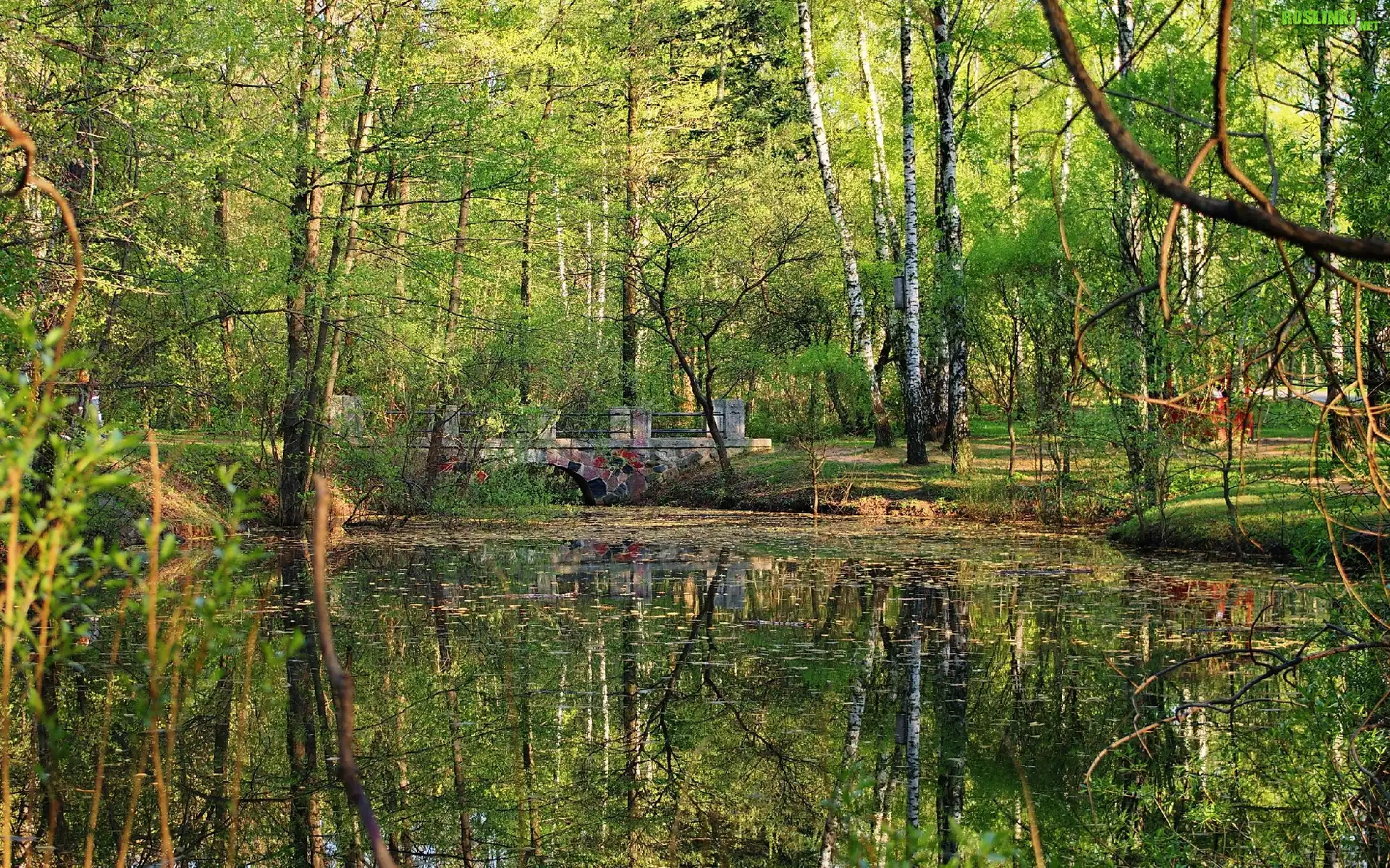 Park, Mostek, Staw