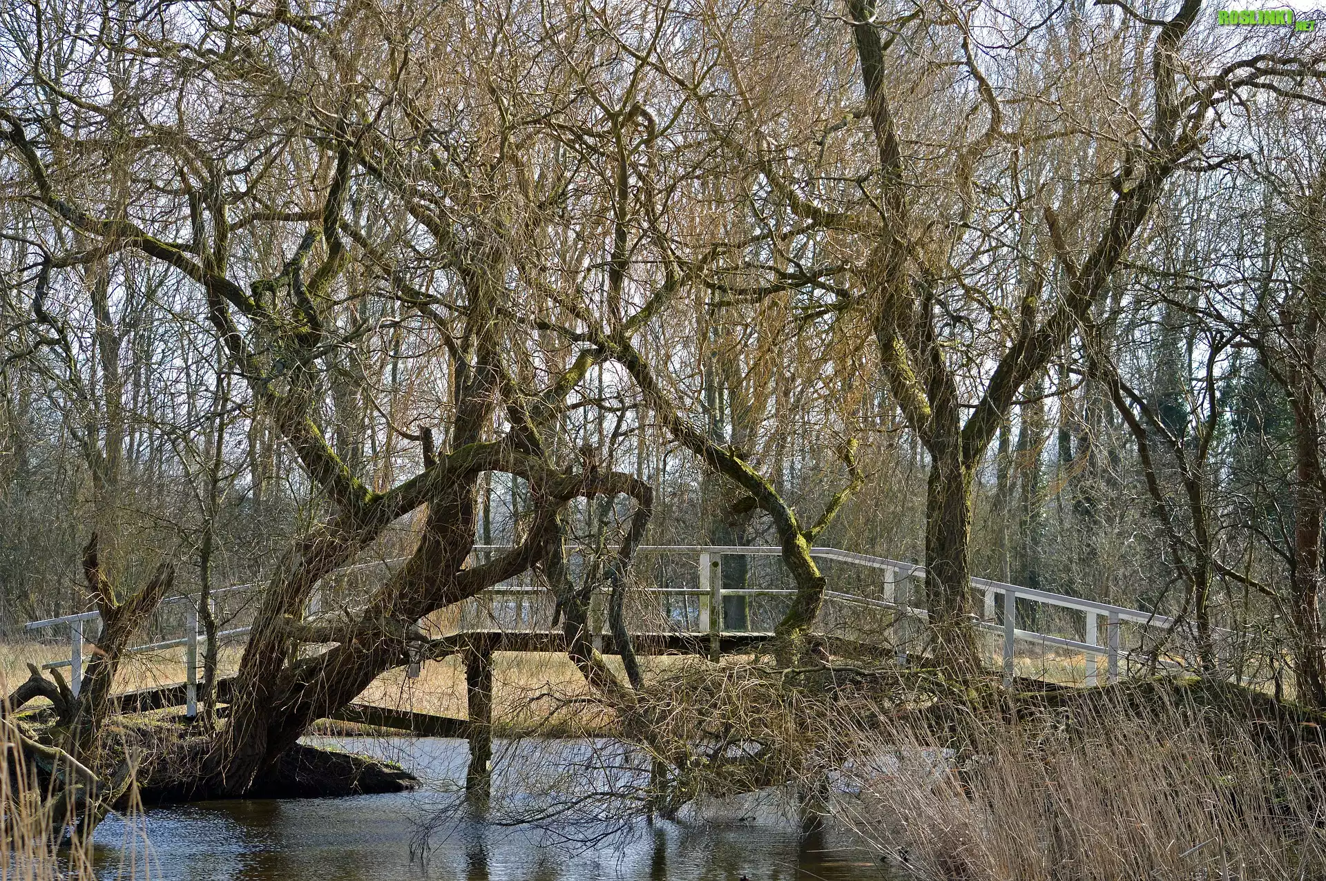 Mostek, Drzewa, Wierzba płacząca, Trawy