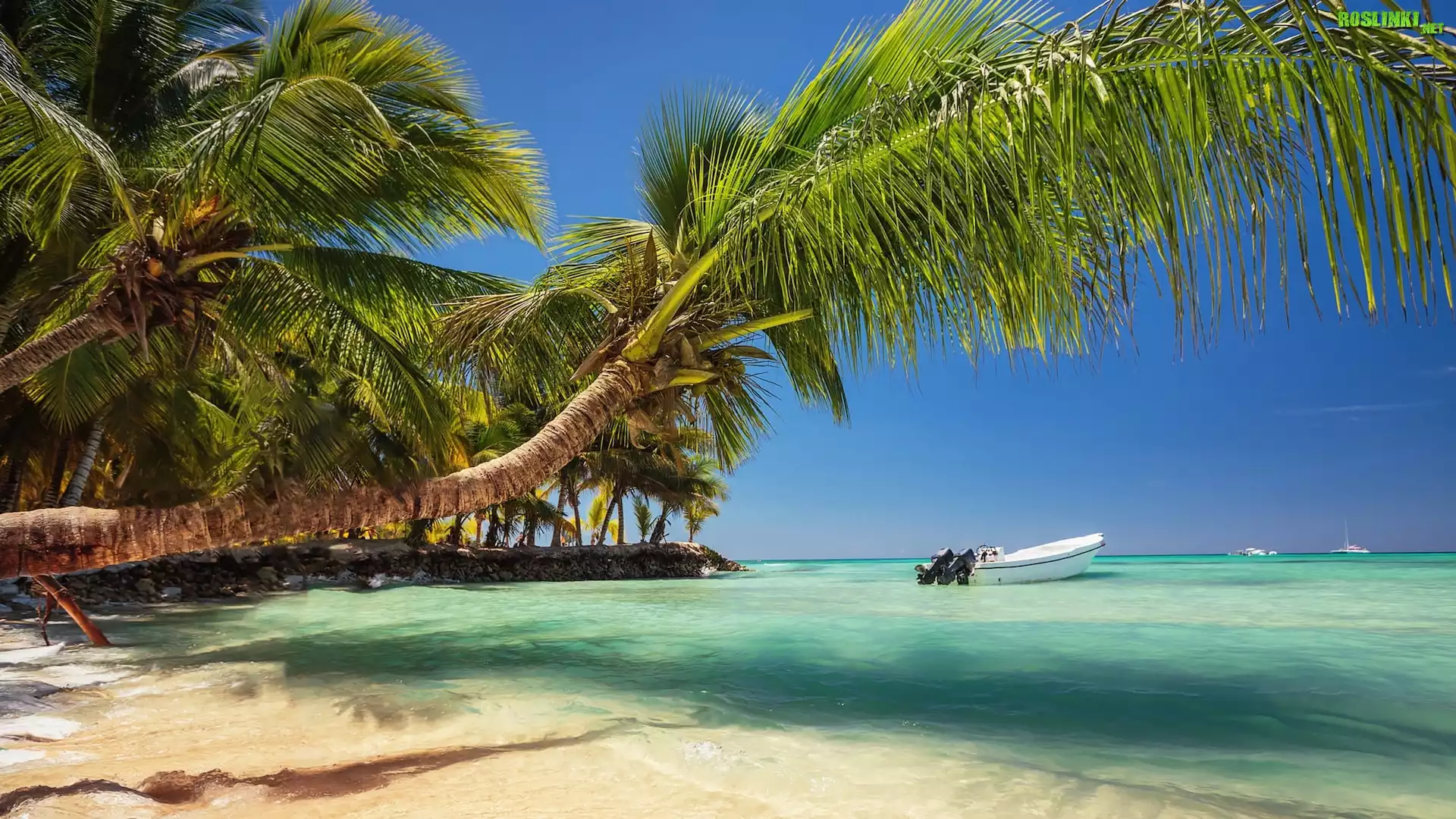 Morze, Plaża, Palmy, Motorówka, Punta Cana, Dominikana