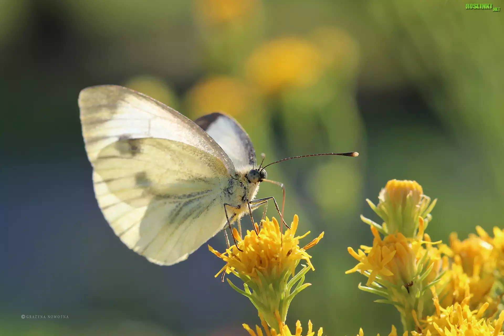 Motyl, Bielinek, Biały, Owad