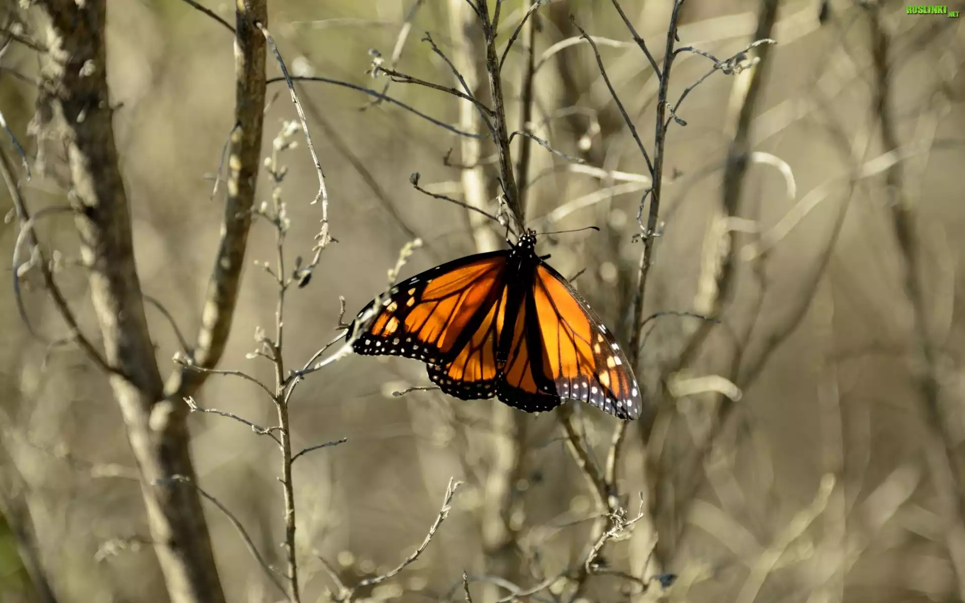 Kolorowy, Motyl, Jesień