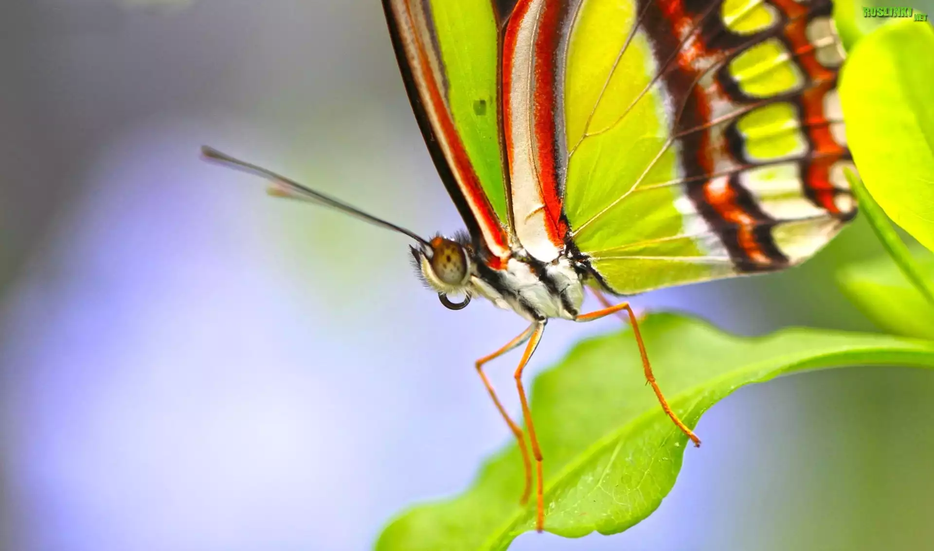 Motyl, Listek