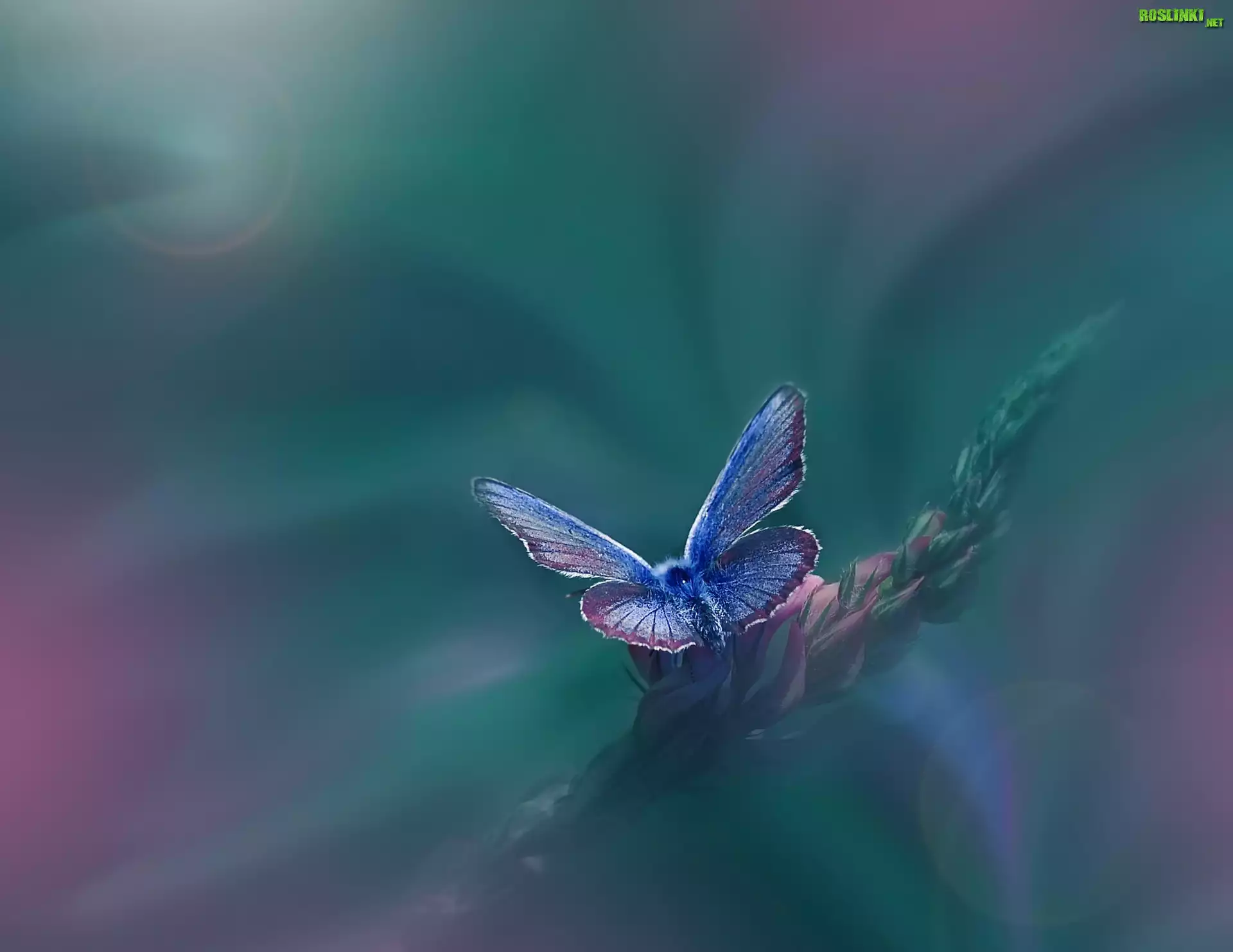Motyl, Roślina