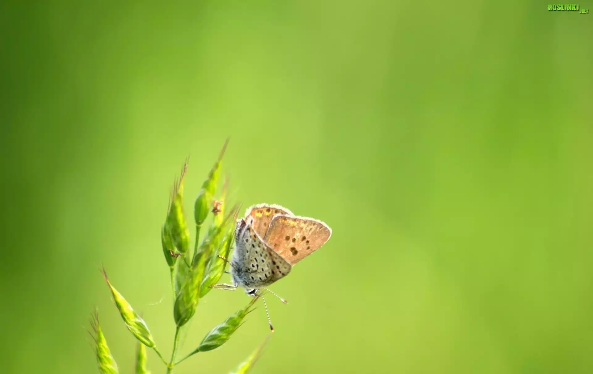 Motyl, Roślina