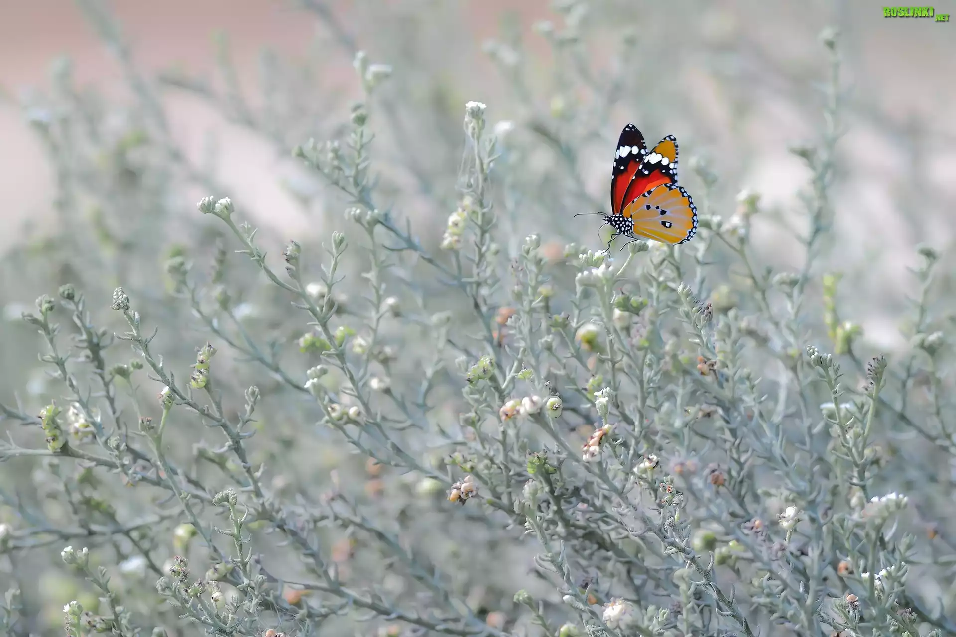 Motyl, Roślinki