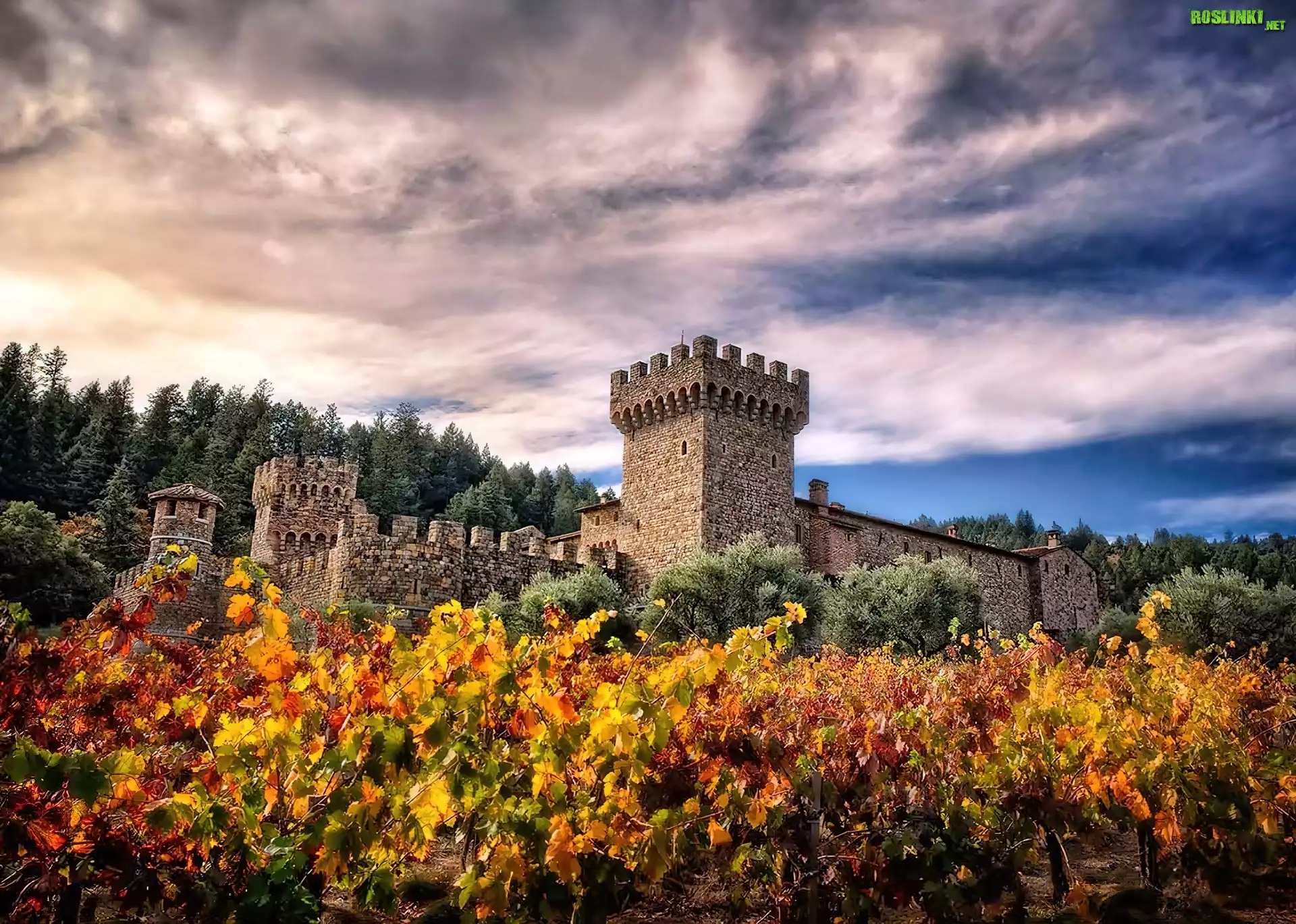 Kalifornia, Napa, Valley, Castello, Di Amorosa, Winnica