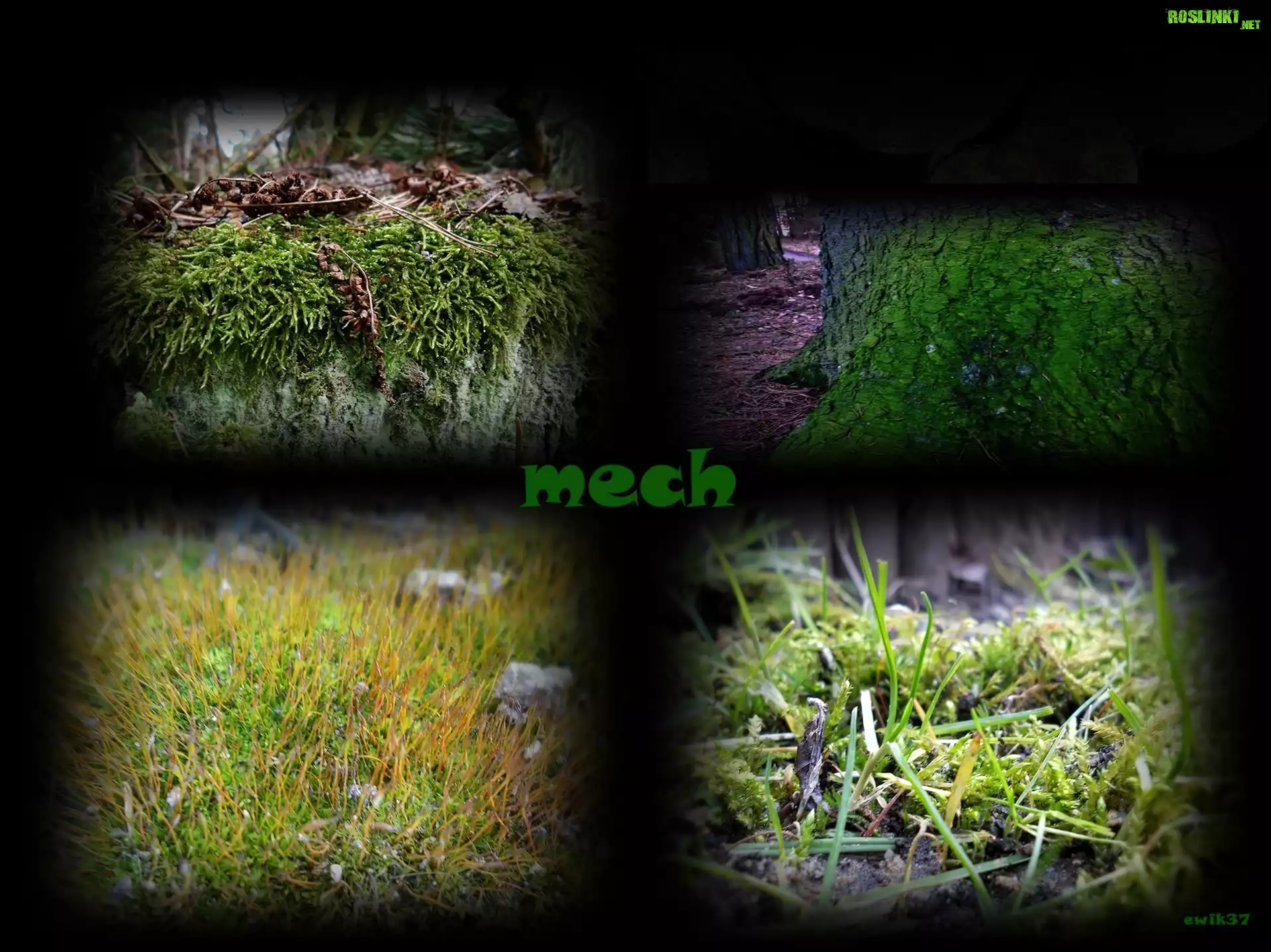 Mech, Napis, Grafika